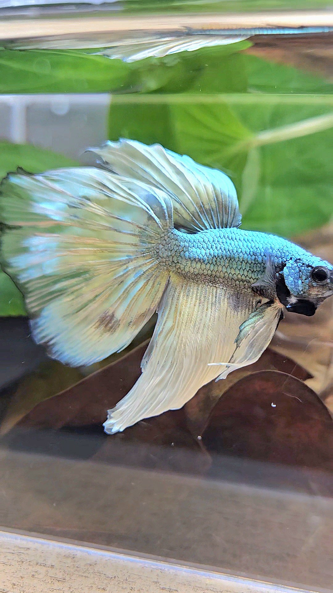 HALFMOON OVERTAIL COPPER DRAGON MUSTARD GAS PATTERN BETTA FISH