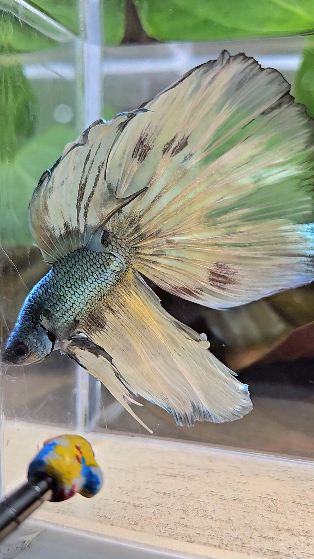 HALFMOON OVERTAIL COPPER DRAGON MUSTARD GAS PATTERN BETTA FISH
