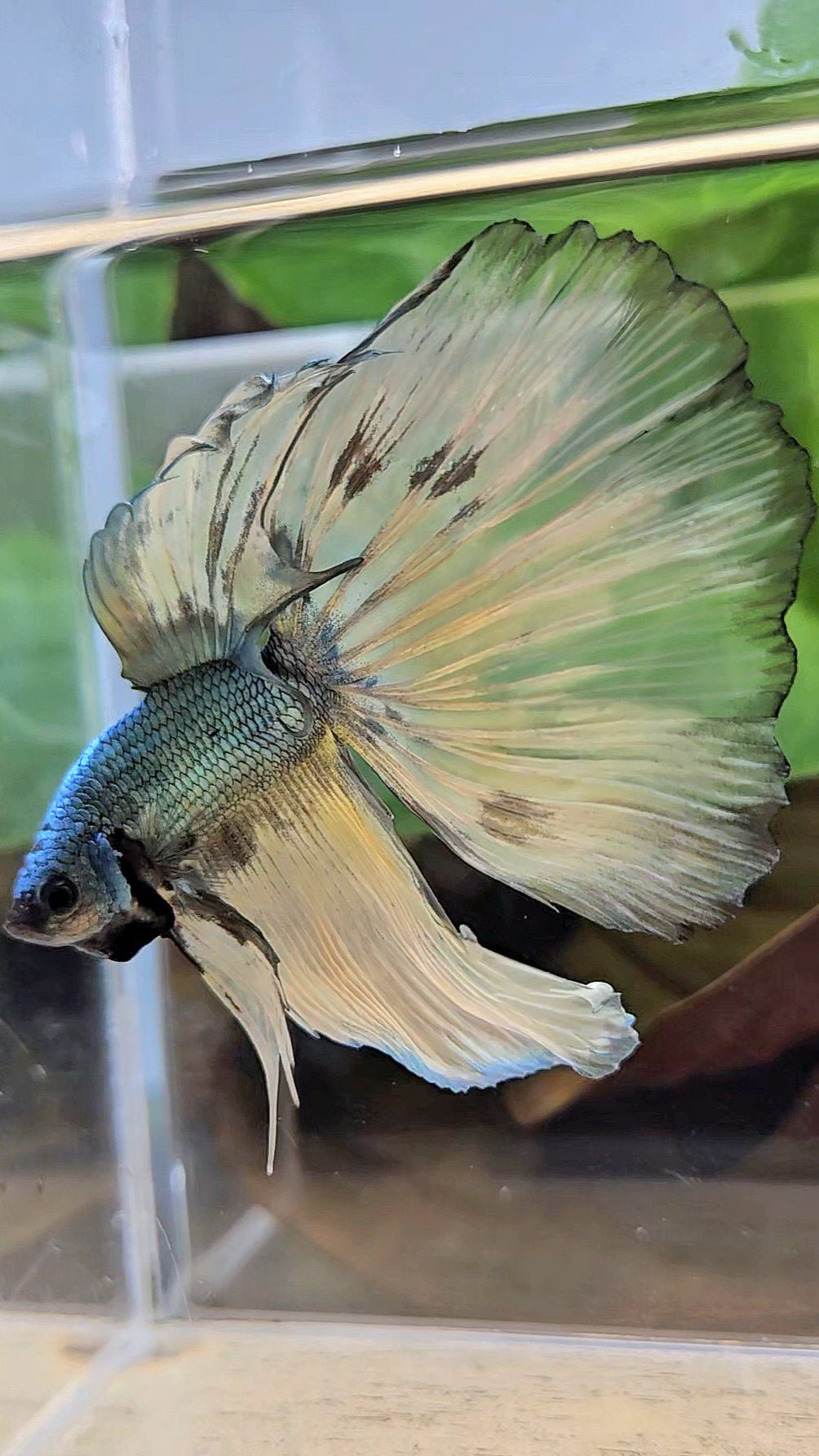 HALFMOON OVERTAIL COPPER DRAGON MUSTARD GAS PATTERN BETTA FISH