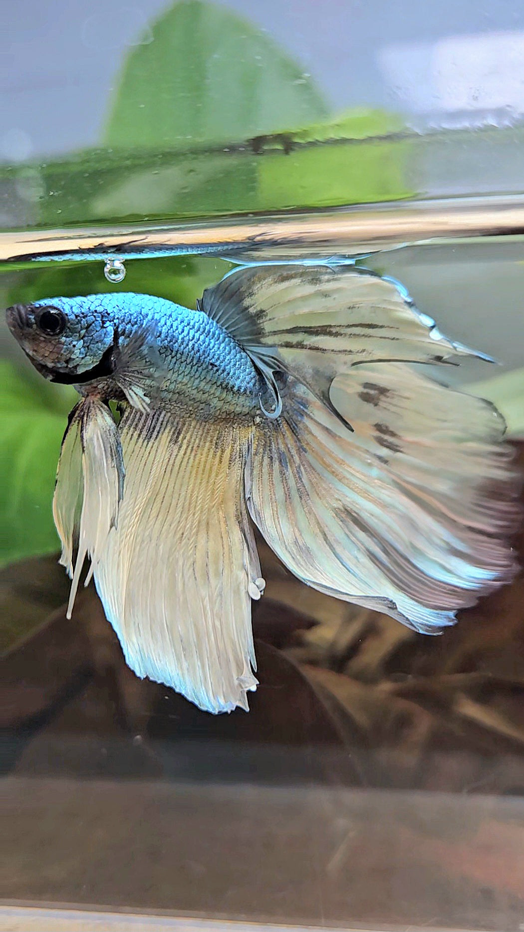 HALFMOON OVERTAIL COPPER DRAGON MUSTARD GAS PATTERN BETTA FISH