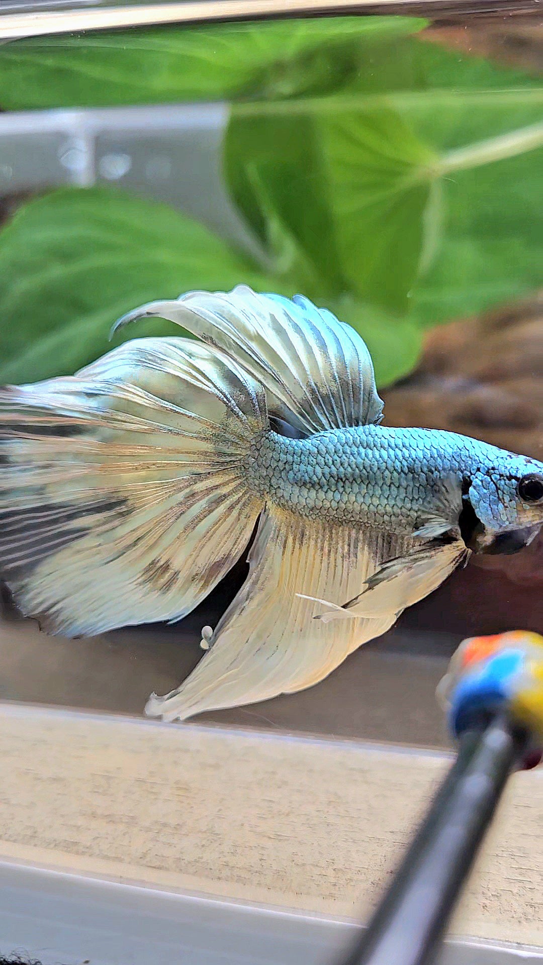 HALFMOON OVERTAIL COPPER DRAGON MUSTARD GAS PATTERN BETTA FISH