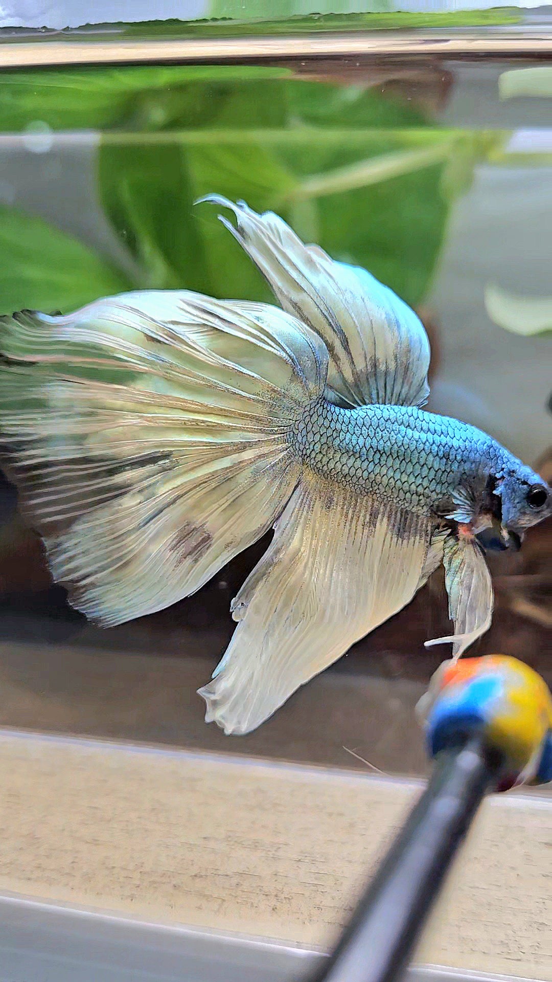 HALFMOON OVERTAIL COPPER DRAGON MUSTARD GAS PATTERN BETTA FISH