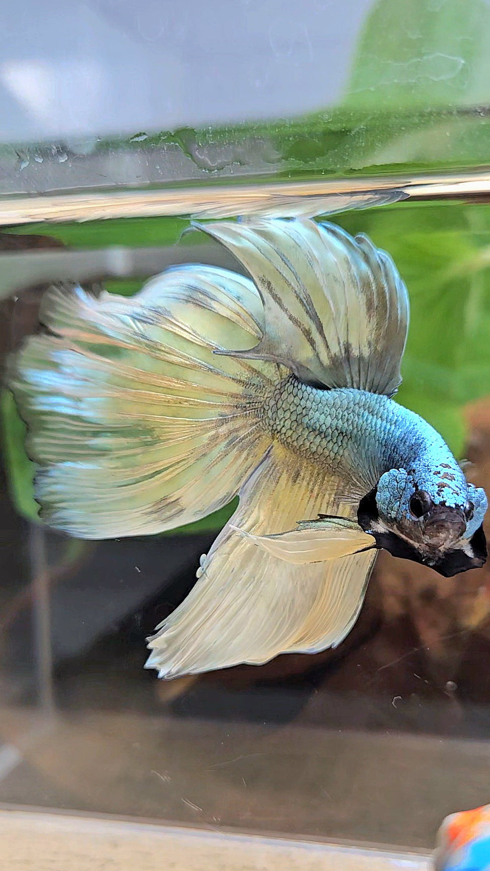 HALFMOON OVERTAIL COPPER DRAGON MUSTARD GAS PATTERN BETTA FISH