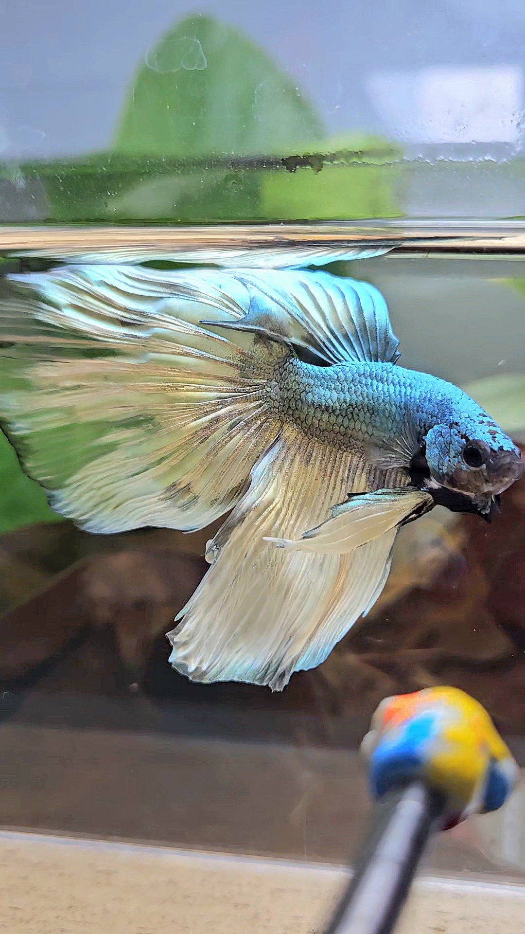 HALFMOON OVERTAIL COPPER DRAGON MUSTARD GAS PATTERN BETTA FISH