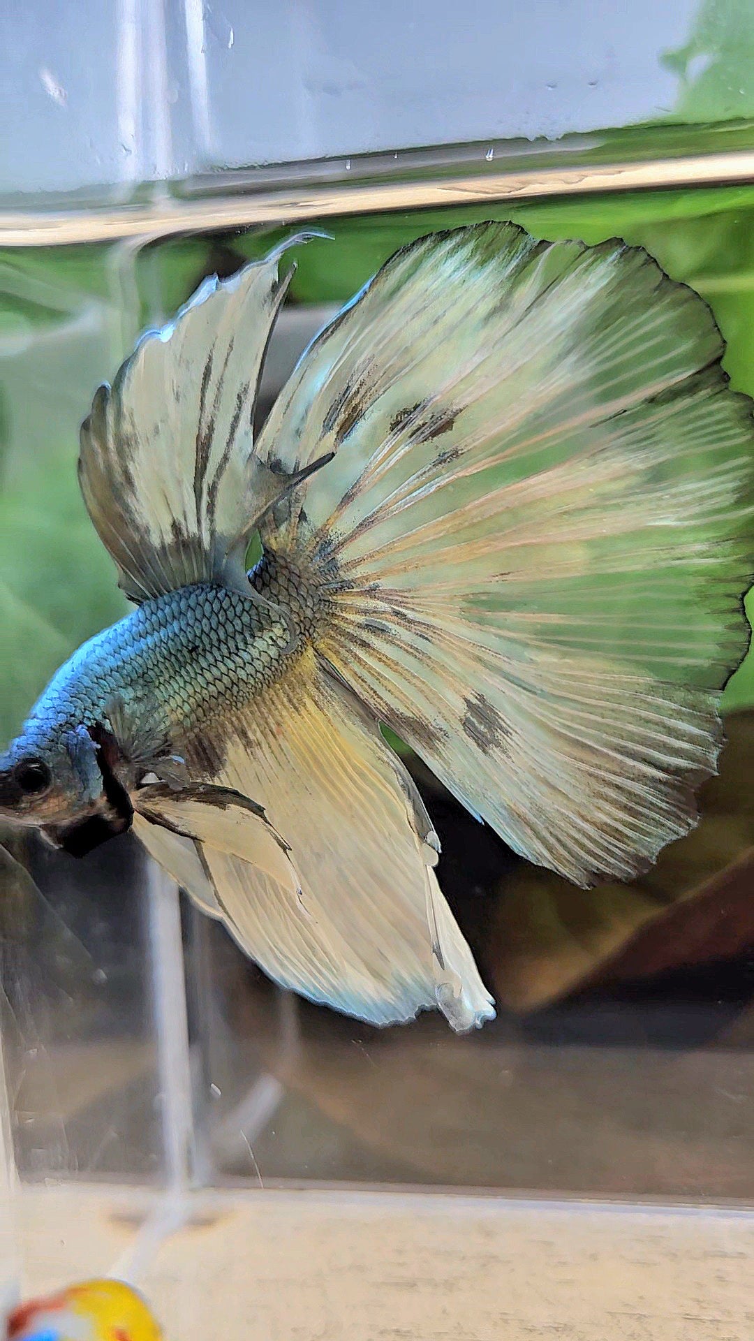 HALFMOON OVERTAIL COPPER DRAGON MUSTARD GAS PATTERN BETTA FISH