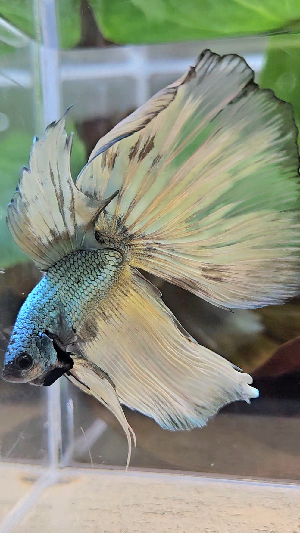 HALFMOON OVERTAIL COPPER DRAGON MUSTARD GAS PATTERN BETTA FISH