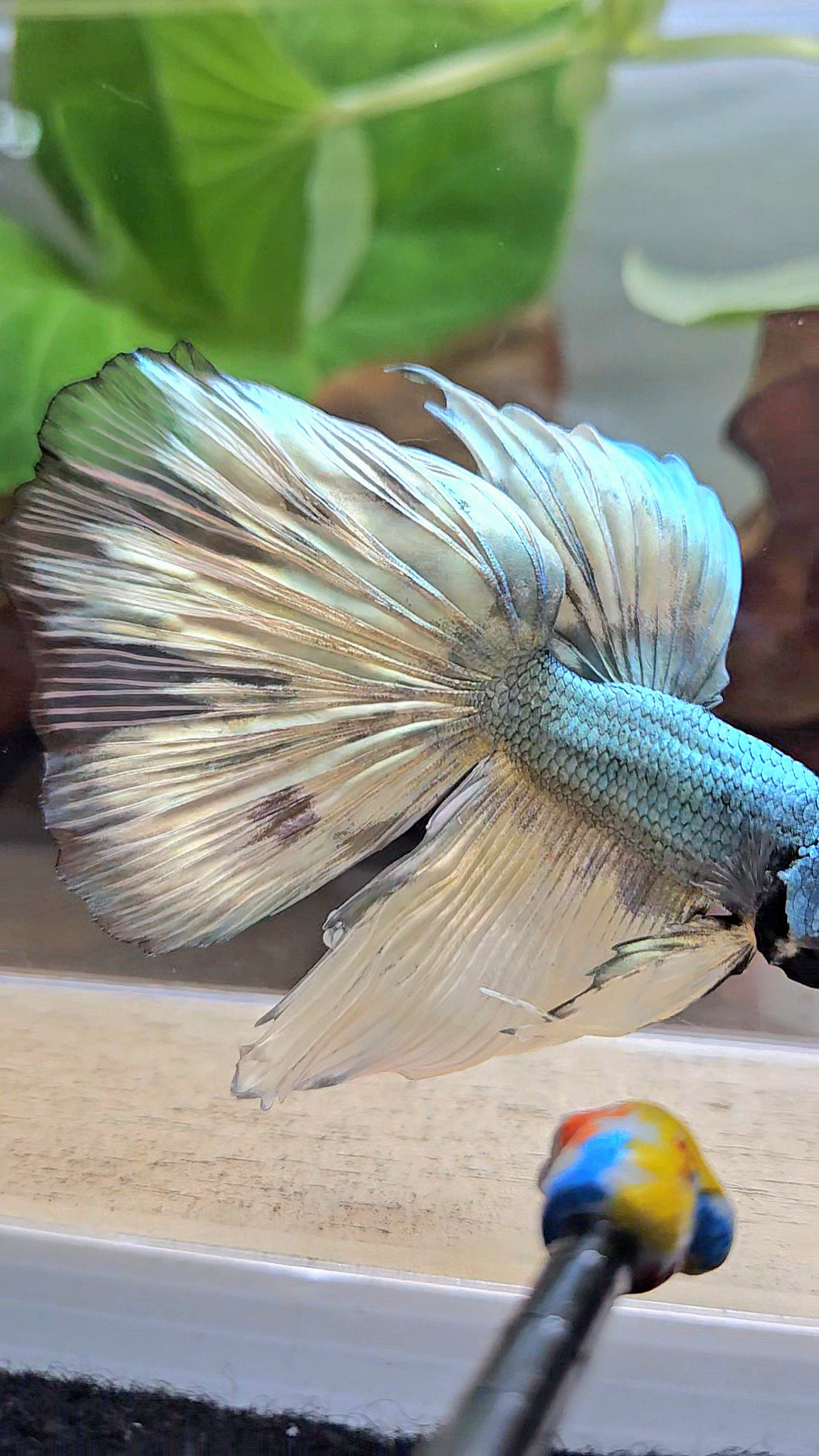 HALFMOON OVERTAIL COPPER DRAGON MUSTARD GAS PATTERN BETTA FISH