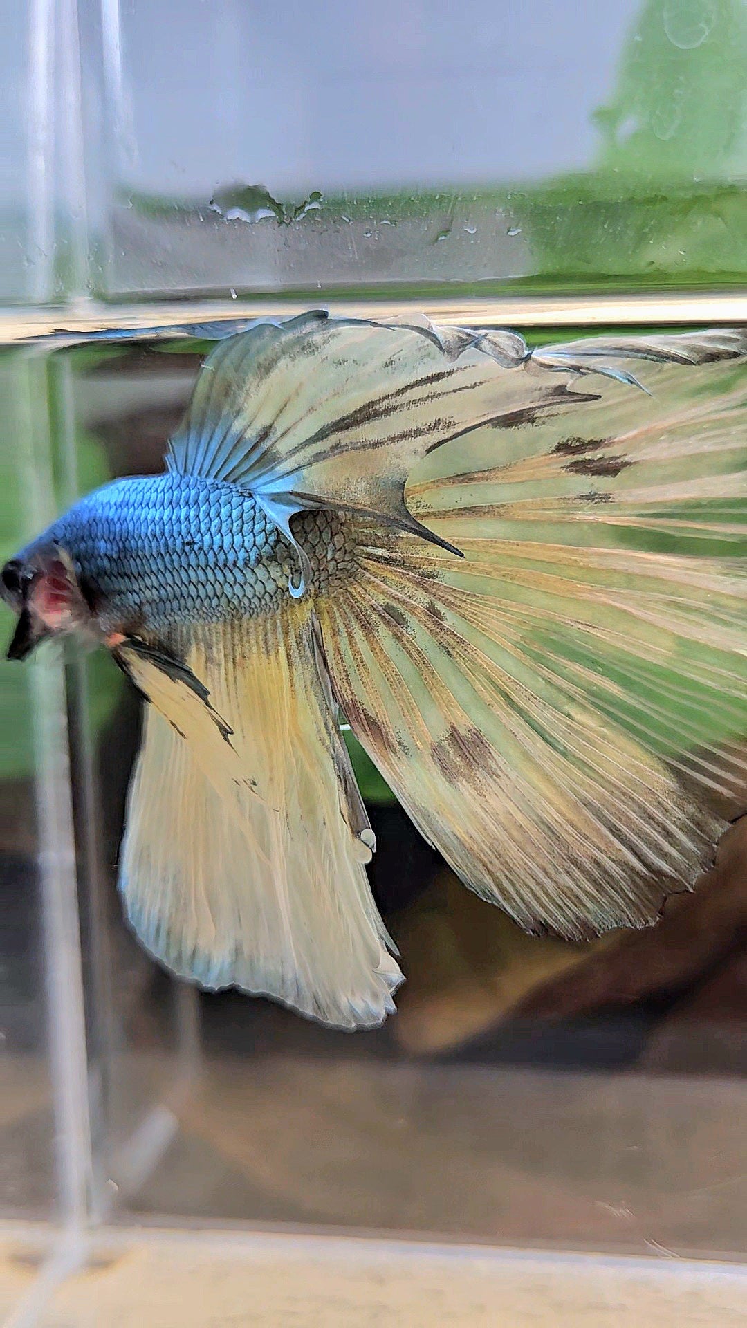 HALFMOON OVERTAIL COPPER DRAGON MUSTARD GAS PATTERN BETTA FISH