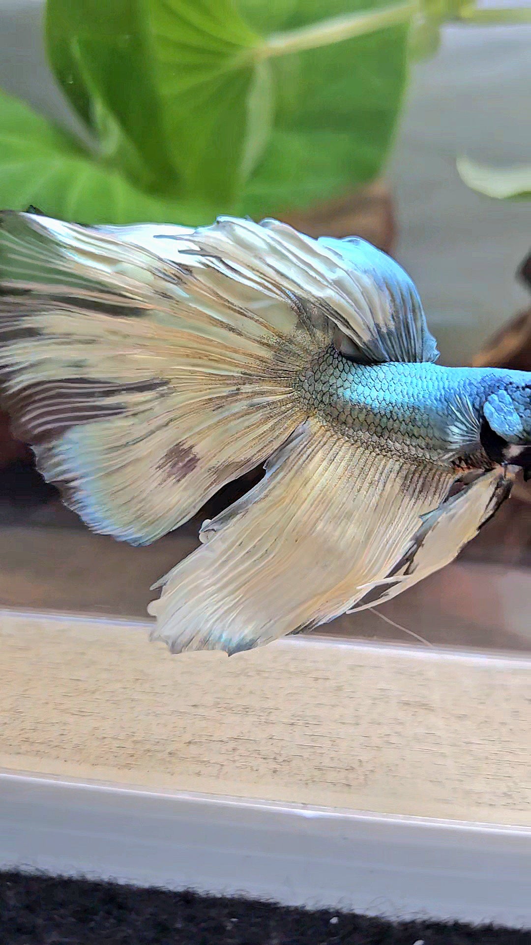 HALFMOON OVERTAIL COPPER DRAGON MUSTARD GAS PATTERN BETTA FISH