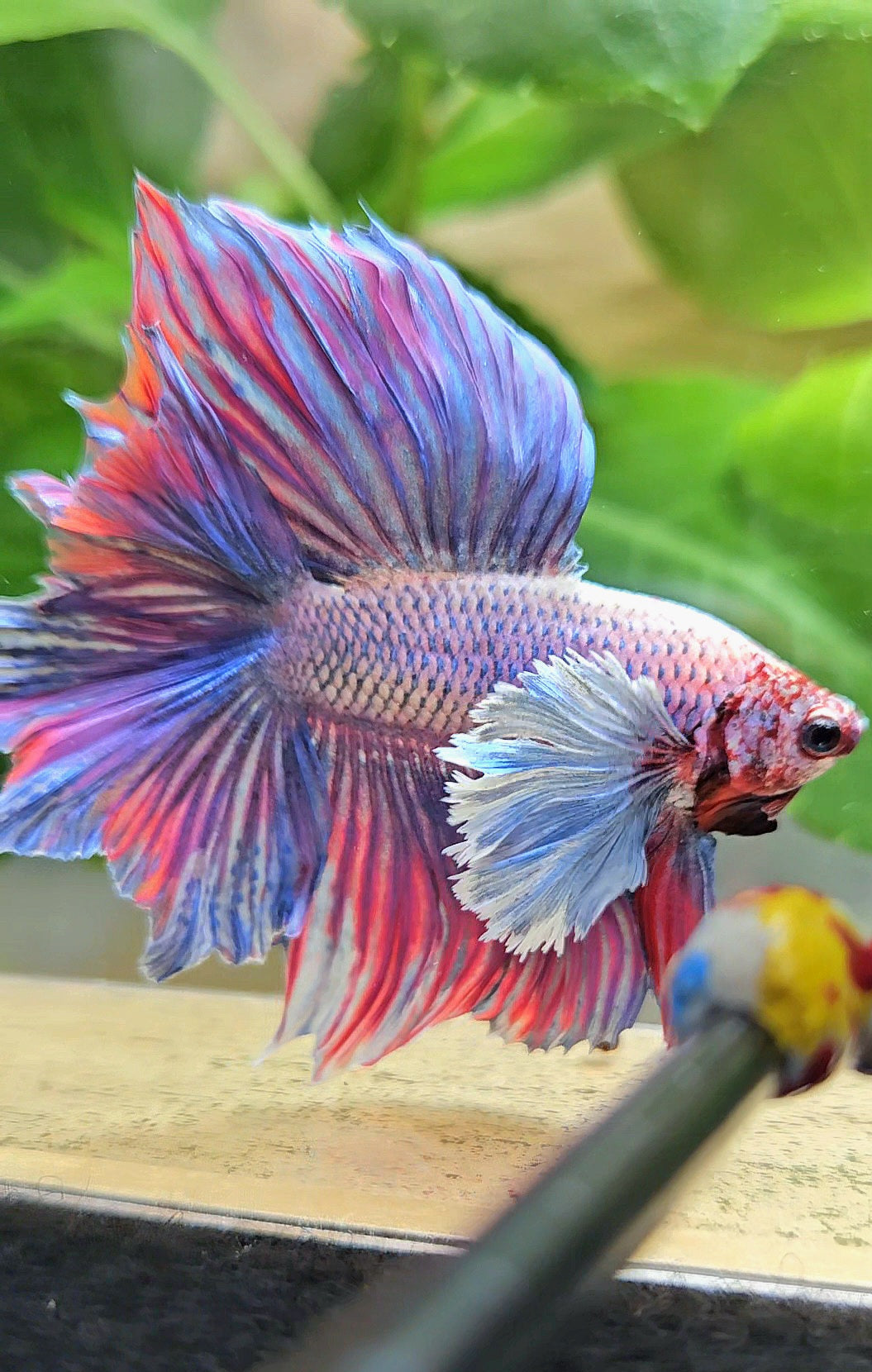 HALFMOON DOUBLE TAIL SUPER DUMBO EAR PURPLE BETTA FISH