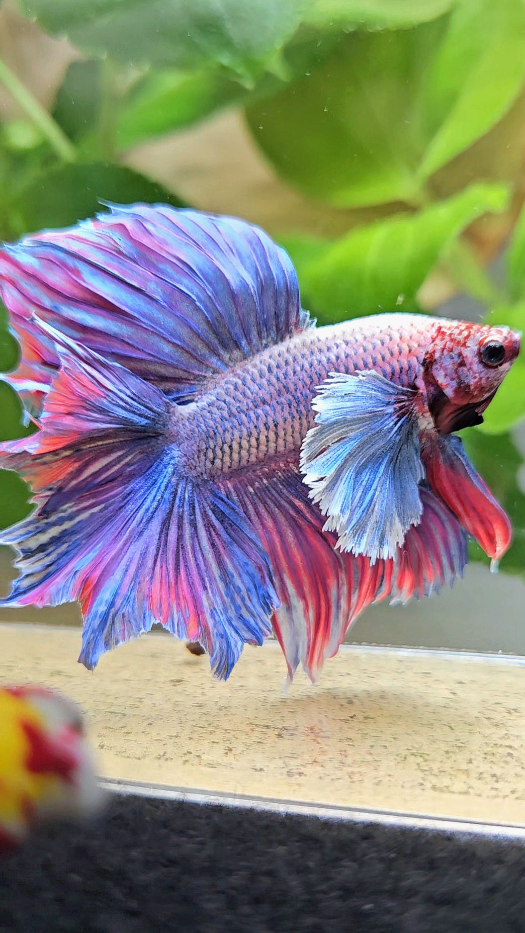 HALFMOON DOUBLE TAIL SUPER DUMBO EAR PURPLE BETTA FISH