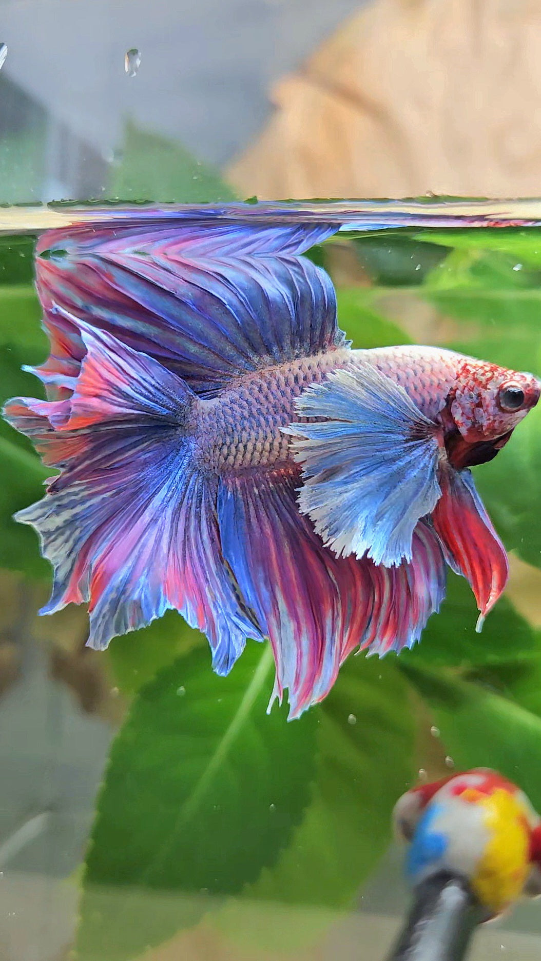 HALFMOON DOUBLE TAIL SUPER DUMBO EAR PURPLE BETTA FISH