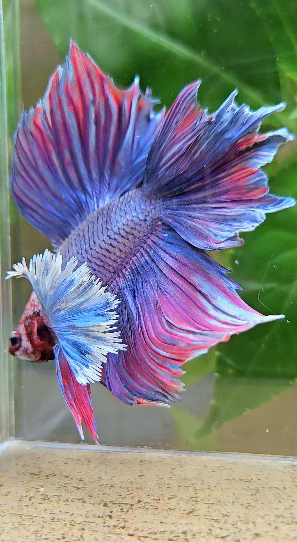 HALFMOON DOUBLE TAIL SUPER DUMBO EAR PURPLE BETTA FISH
