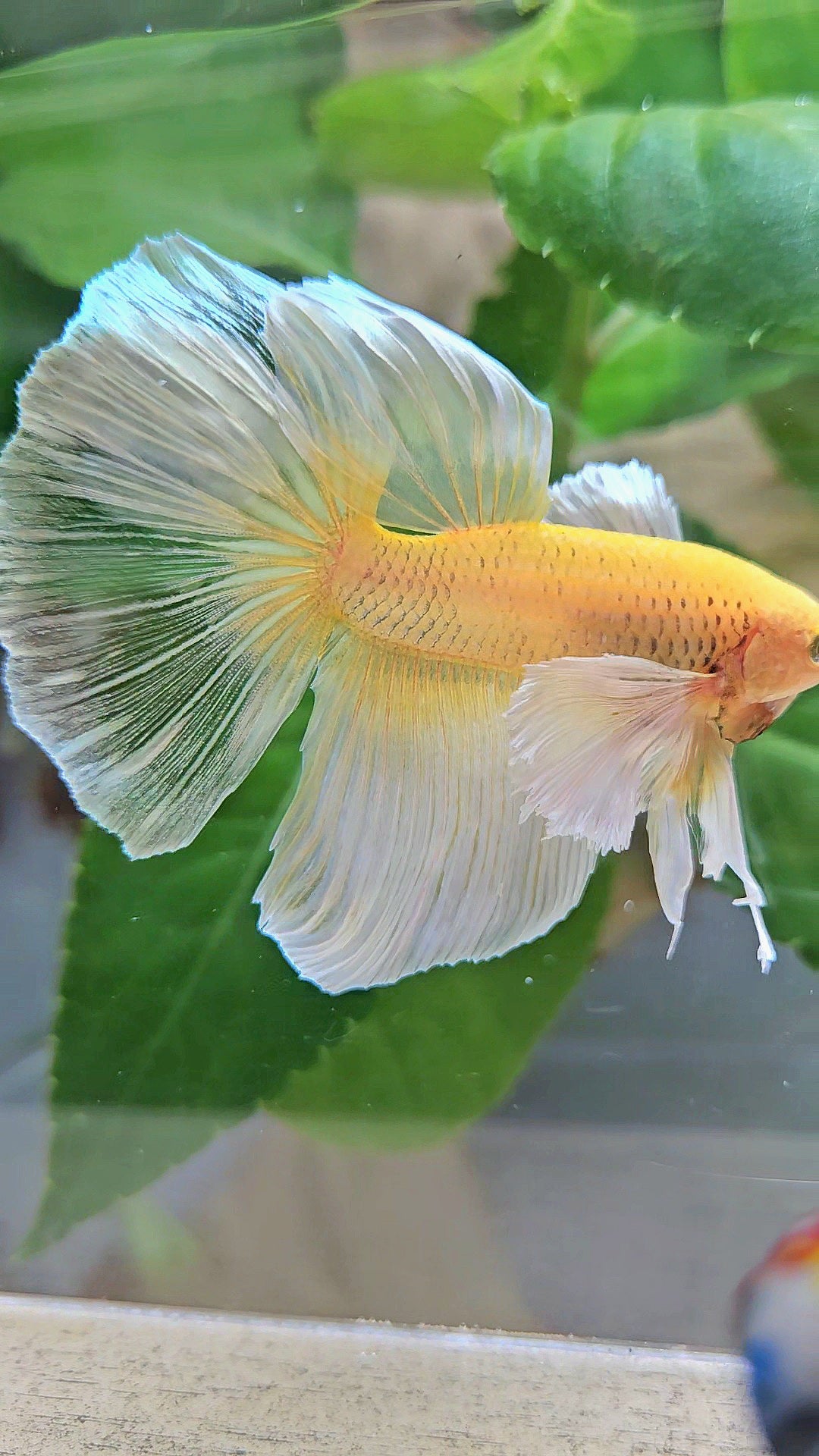 HALFMOON DUMBO EAR GOLD BUTTERFLY BETTA FISH