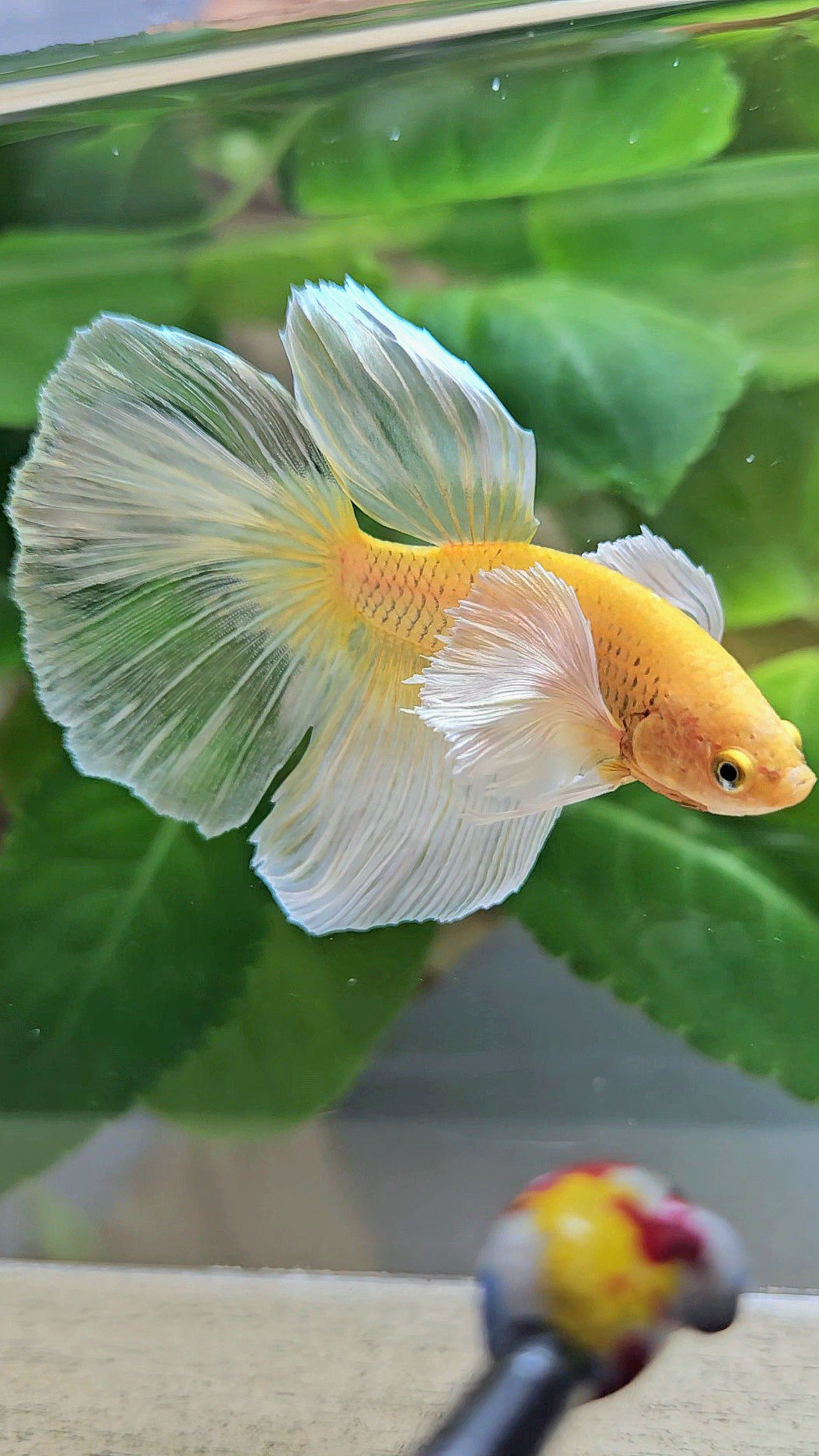 HALFMOON DUMBO EAR GOLD BUTTERFLY BETTA FISH