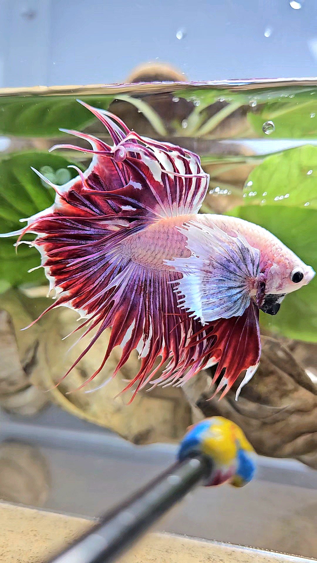 LUXURY CROWNTAIL DUMBO EAR PURPLE RED MAGENTA BETTA FISH
