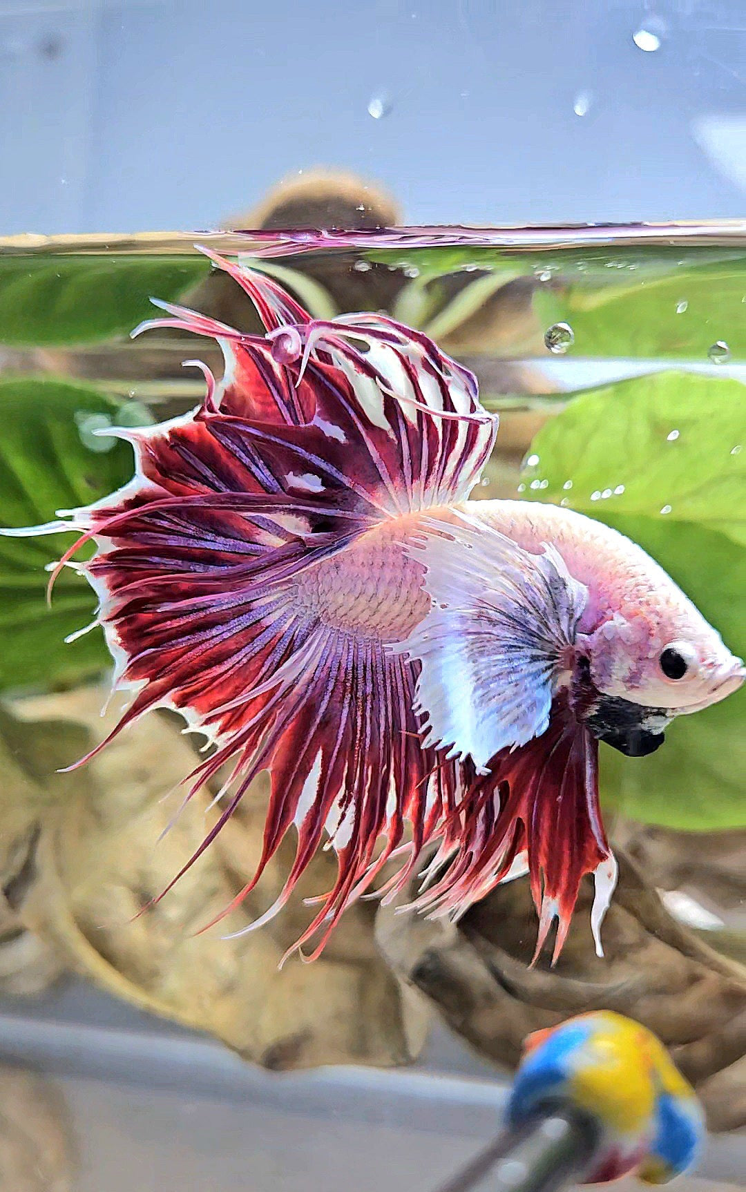 LUXURY CROWNTAIL DUMBO EAR PURPLE RED MAGENTA BETTA FISH