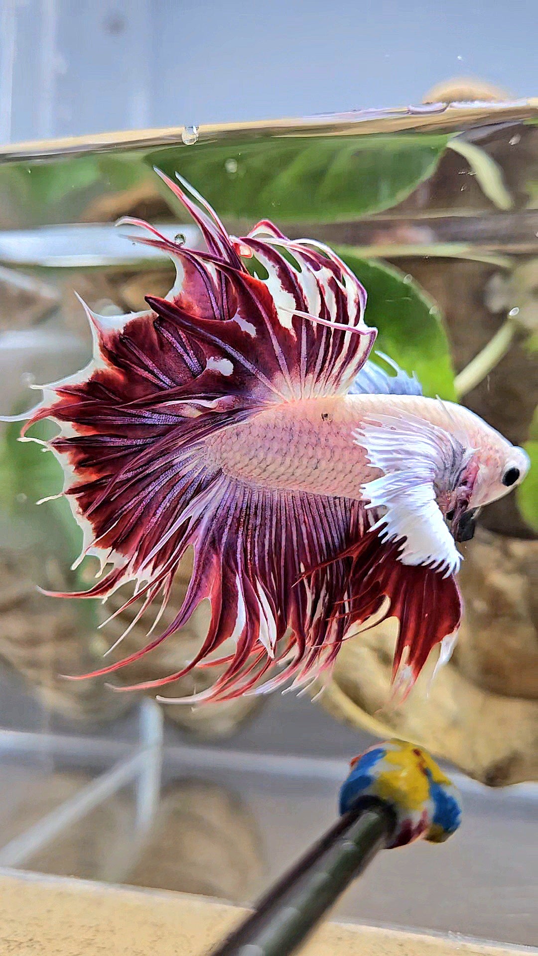 LUXURY CROWNTAIL DUMBO EAR PURPLE RED MAGENTA BETTA FISH