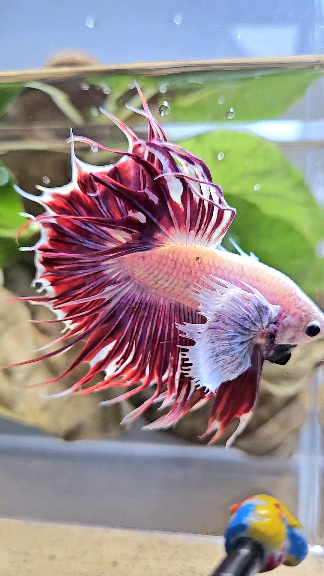LUXURY CROWNTAIL DUMBO EAR PURPLE RED MAGENTA BETTA FISH