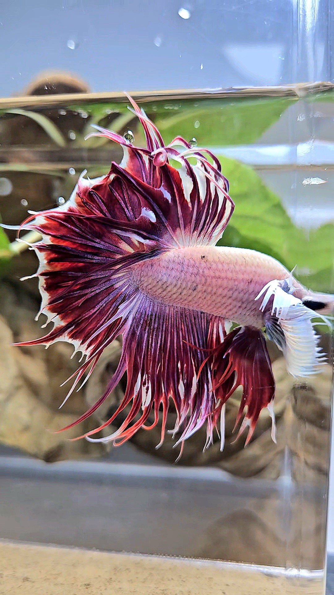 LUXURY CROWNTAIL DUMBO EAR PURPLE RED MAGENTA BETTA FISH