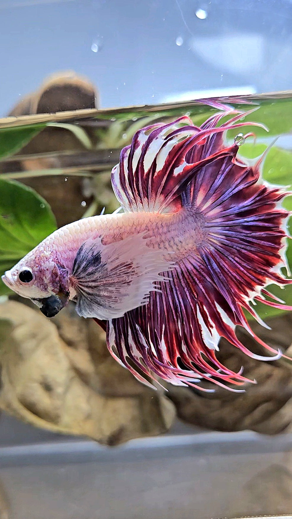 LUXURY CROWNTAIL DUMBO EAR PURPLE RED MAGENTA BETTA FISH