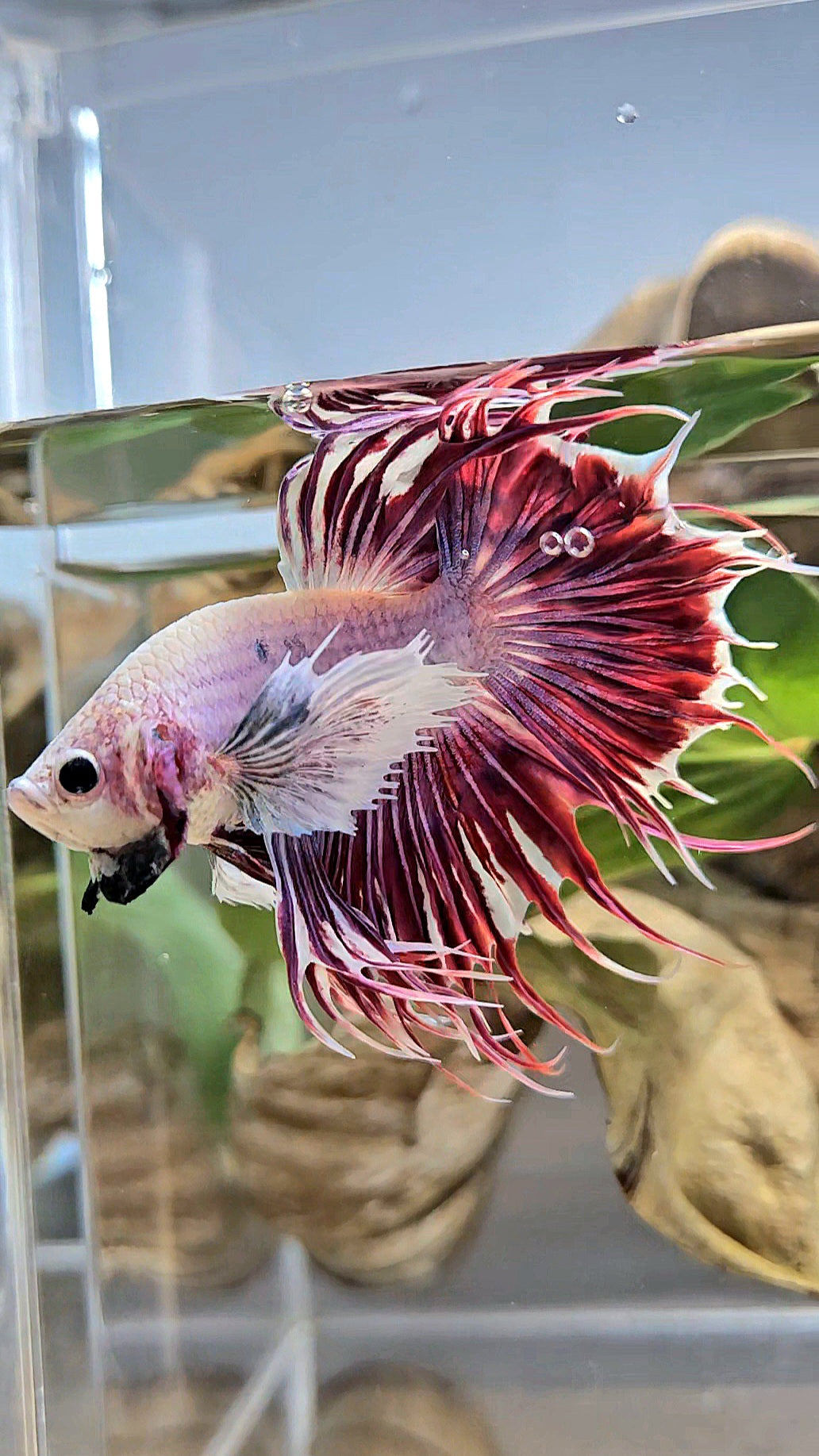 LUXURY CROWNTAIL DUMBO EAR PURPLE RED MAGENTA BETTA FISH