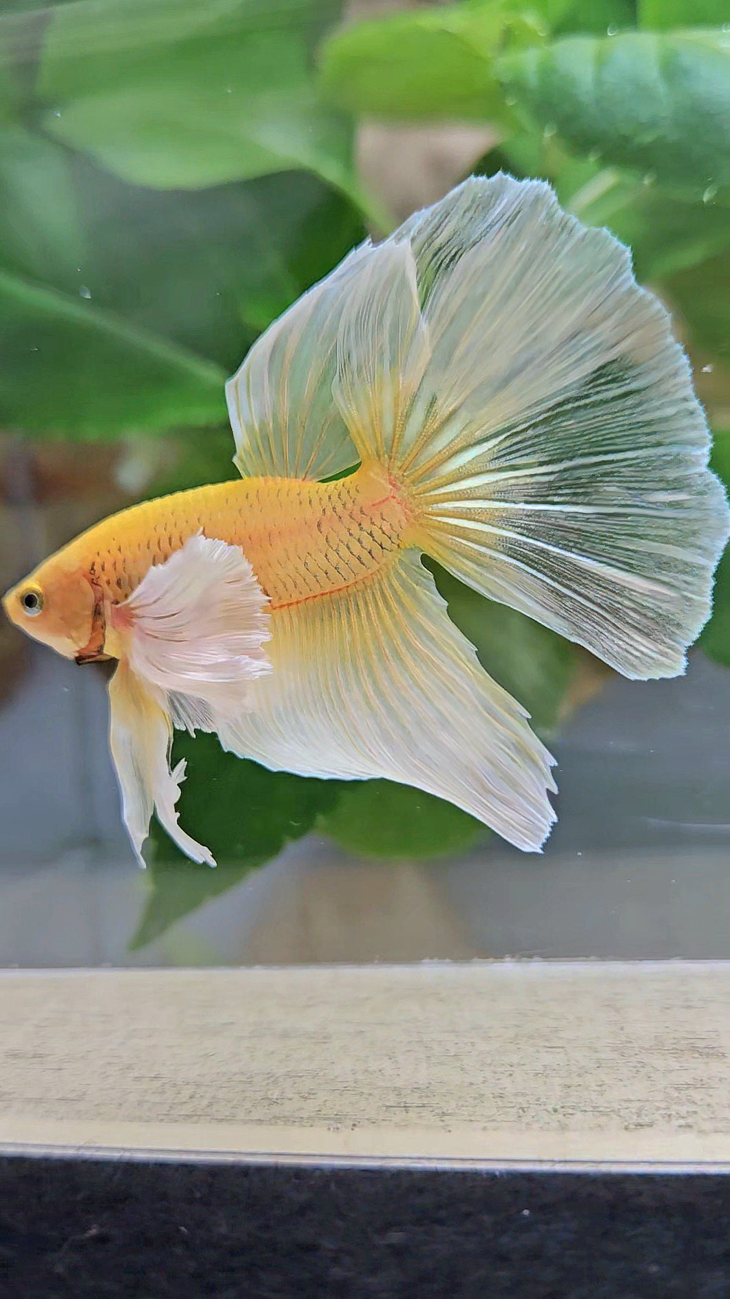 HALFMOON DUMBO EAR GOLD BUTTERFLY BETTA FISH
