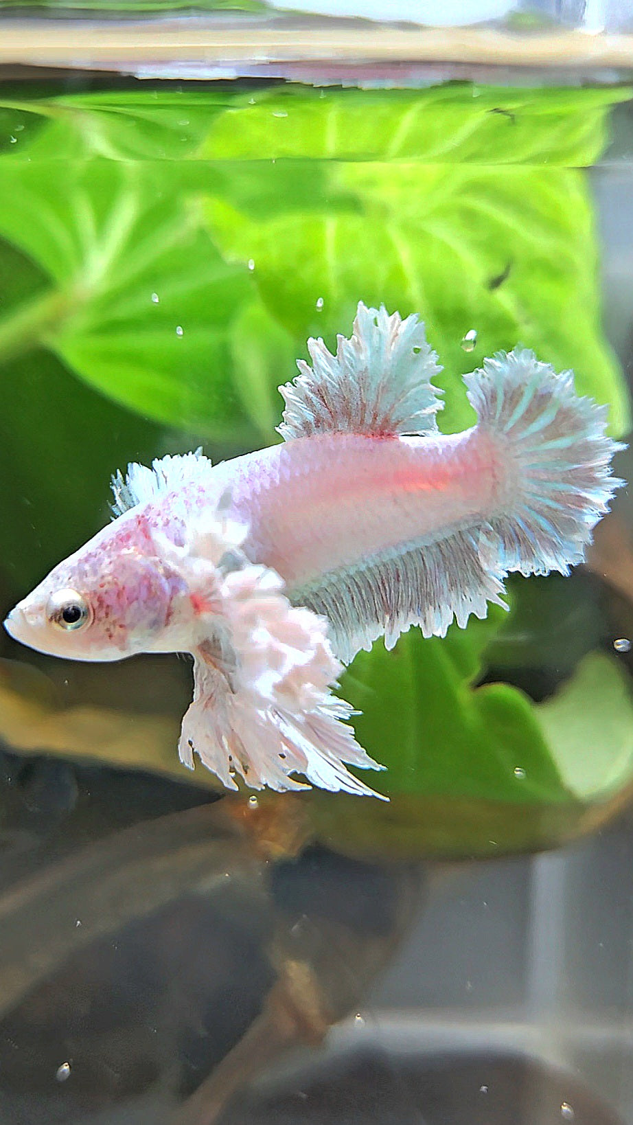 LUXURY FEMALE KING FEATHER ROSE EAR PLAKAT WHITE UNICORN BETTA FISH