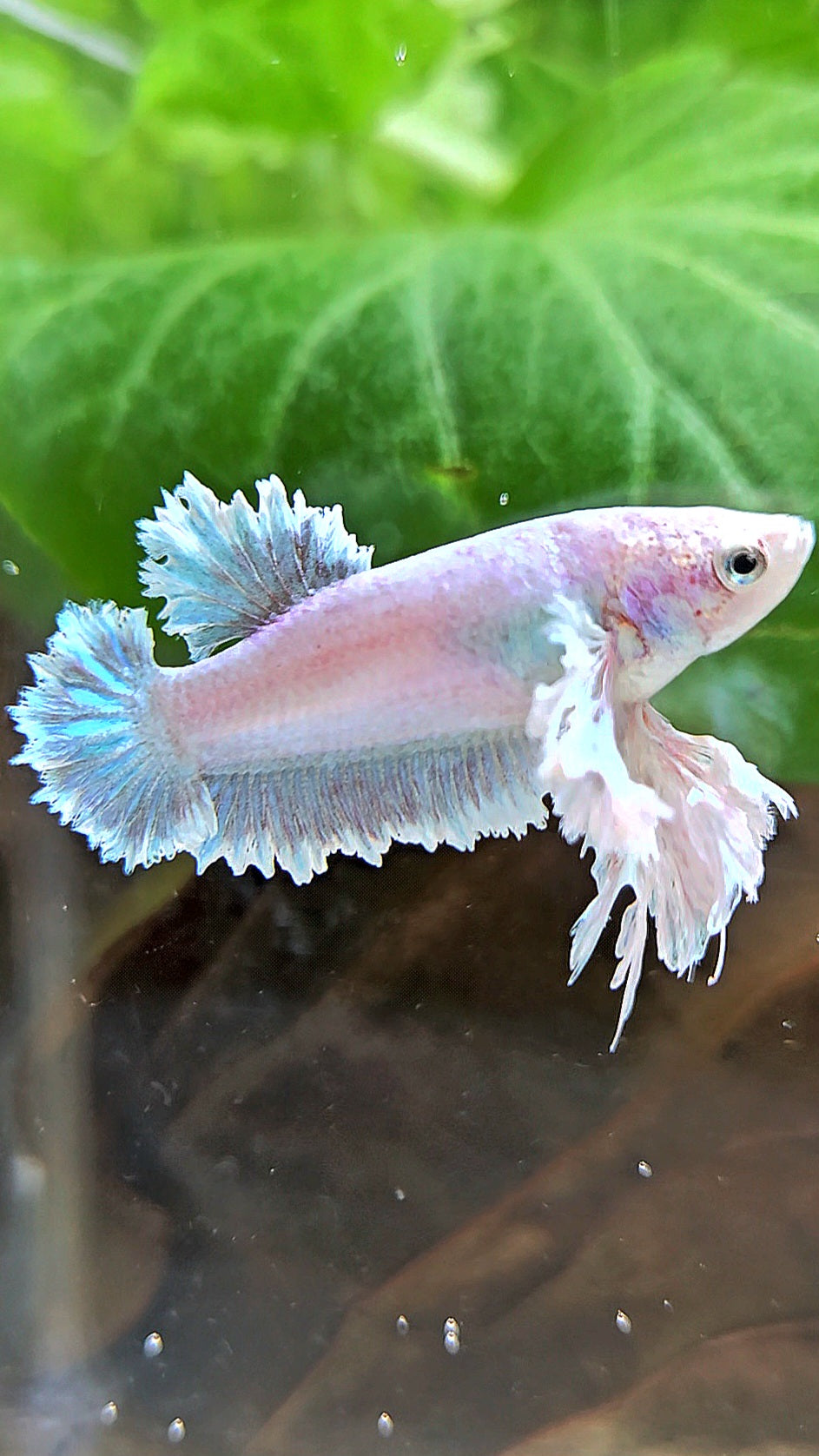 LUXURY FEMALE KING FEATHER ROSE EAR PLAKAT WHITE UNICORN BETTA FISH