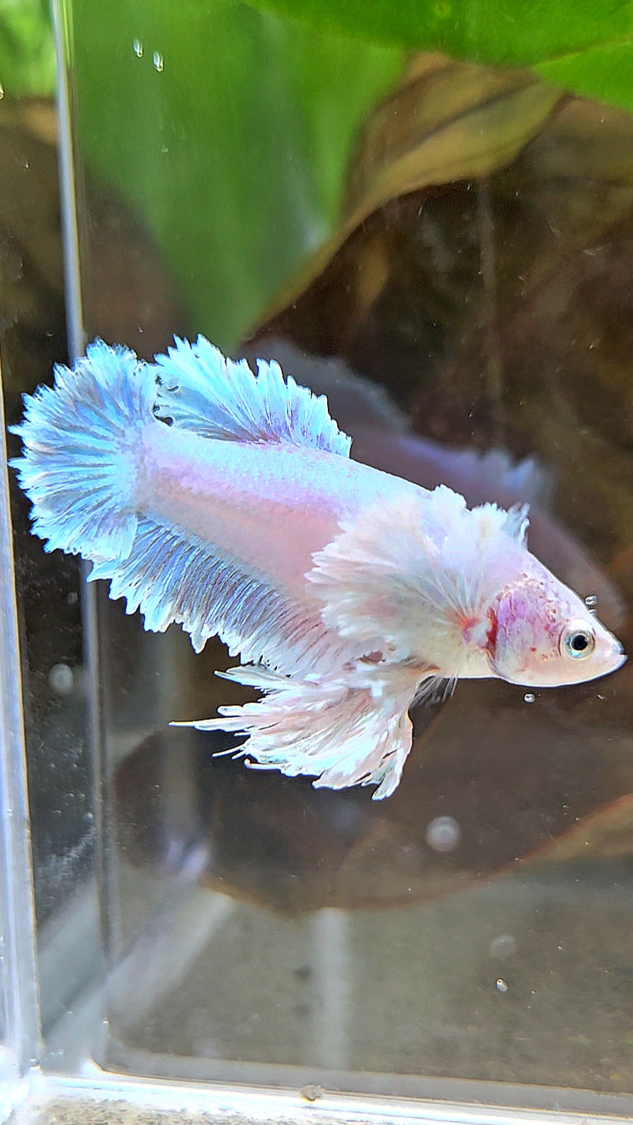 LUXURY FEMALE KING FEATHER ROSE EAR PLAKAT WHITE UNICORN BETTA FISH