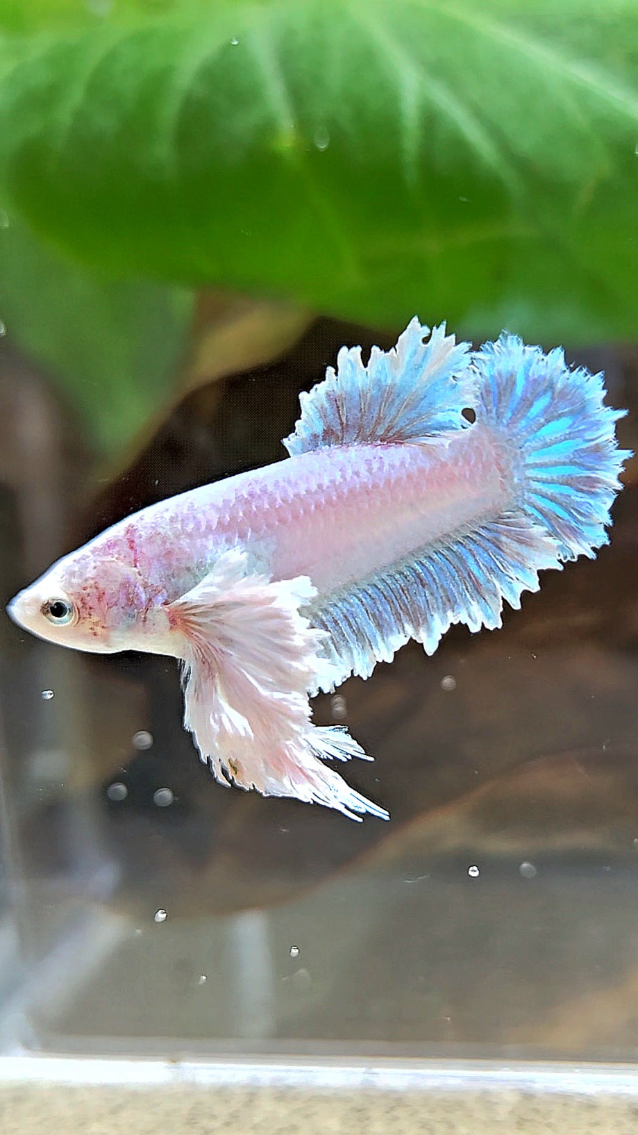 LUXURY FEMALE KING FEATHER ROSE EAR PLAKAT WHITE UNICORN BETTA FISH