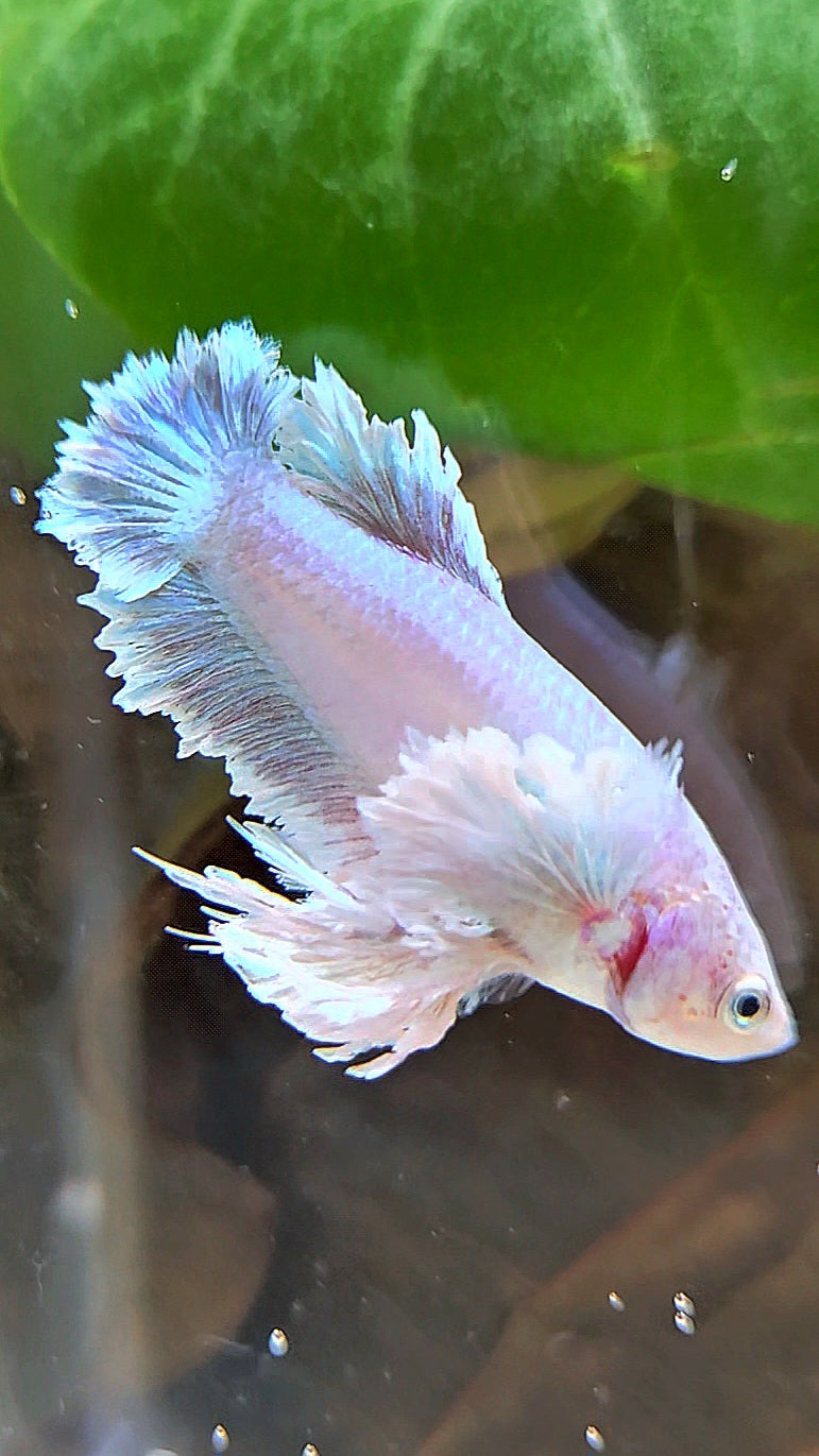 LUXURY FEMALE KING FEATHER ROSE EAR PLAKAT WHITE UNICORN BETTA FISH