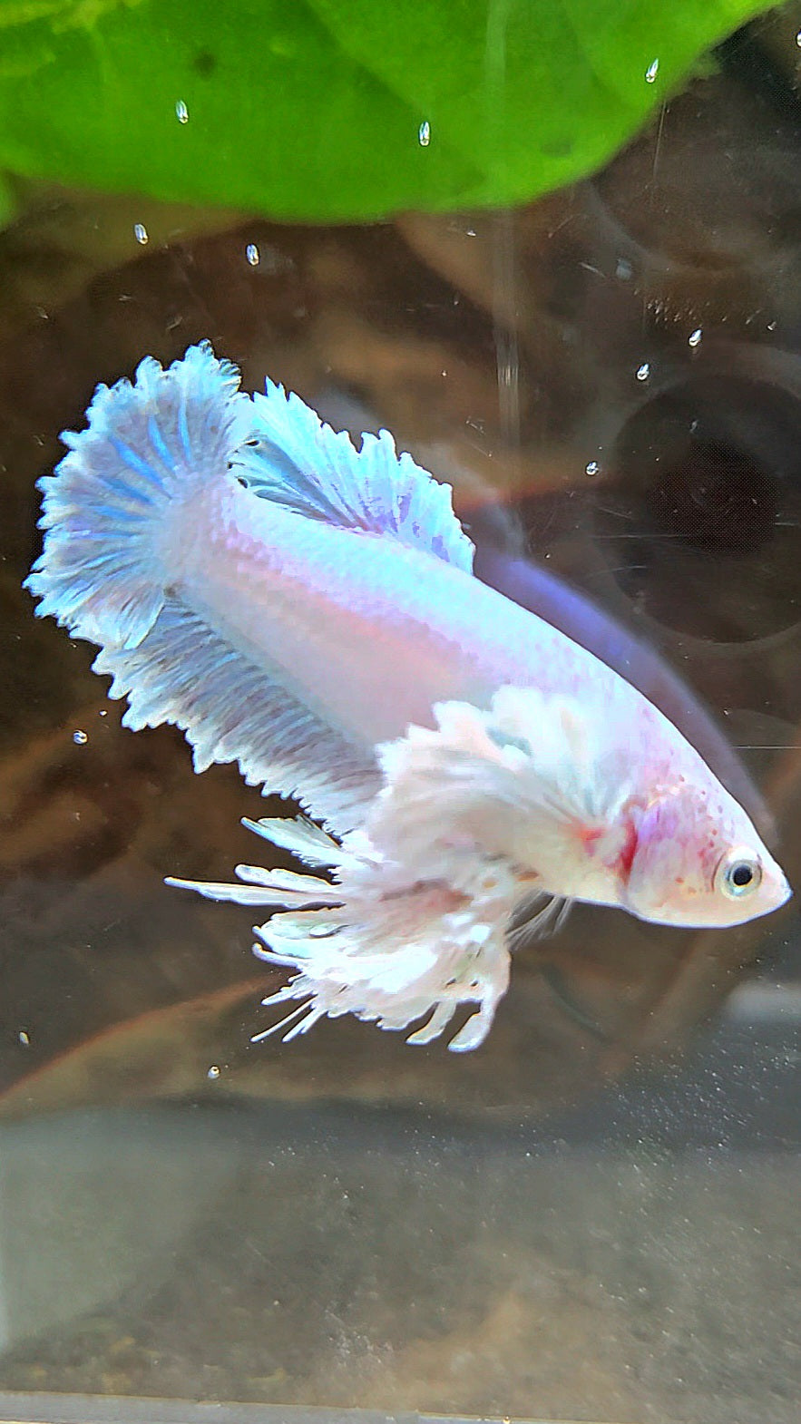 LUXURY FEMALE KING FEATHER ROSE EAR PLAKAT WHITE UNICORN BETTA FISH