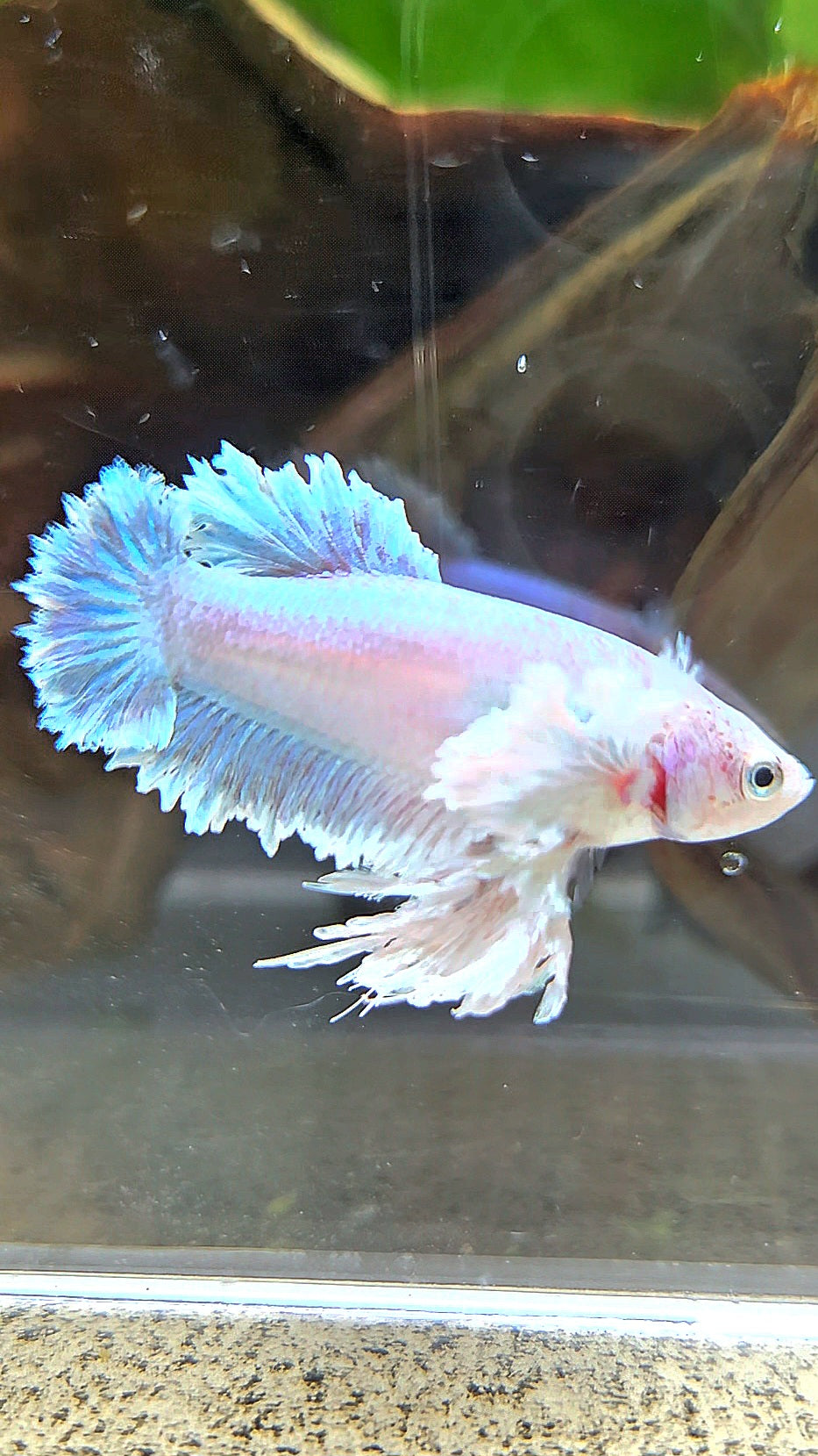 LUXURY FEMALE KING FEATHER ROSE EAR PLAKAT WHITE UNICORN BETTA FISH