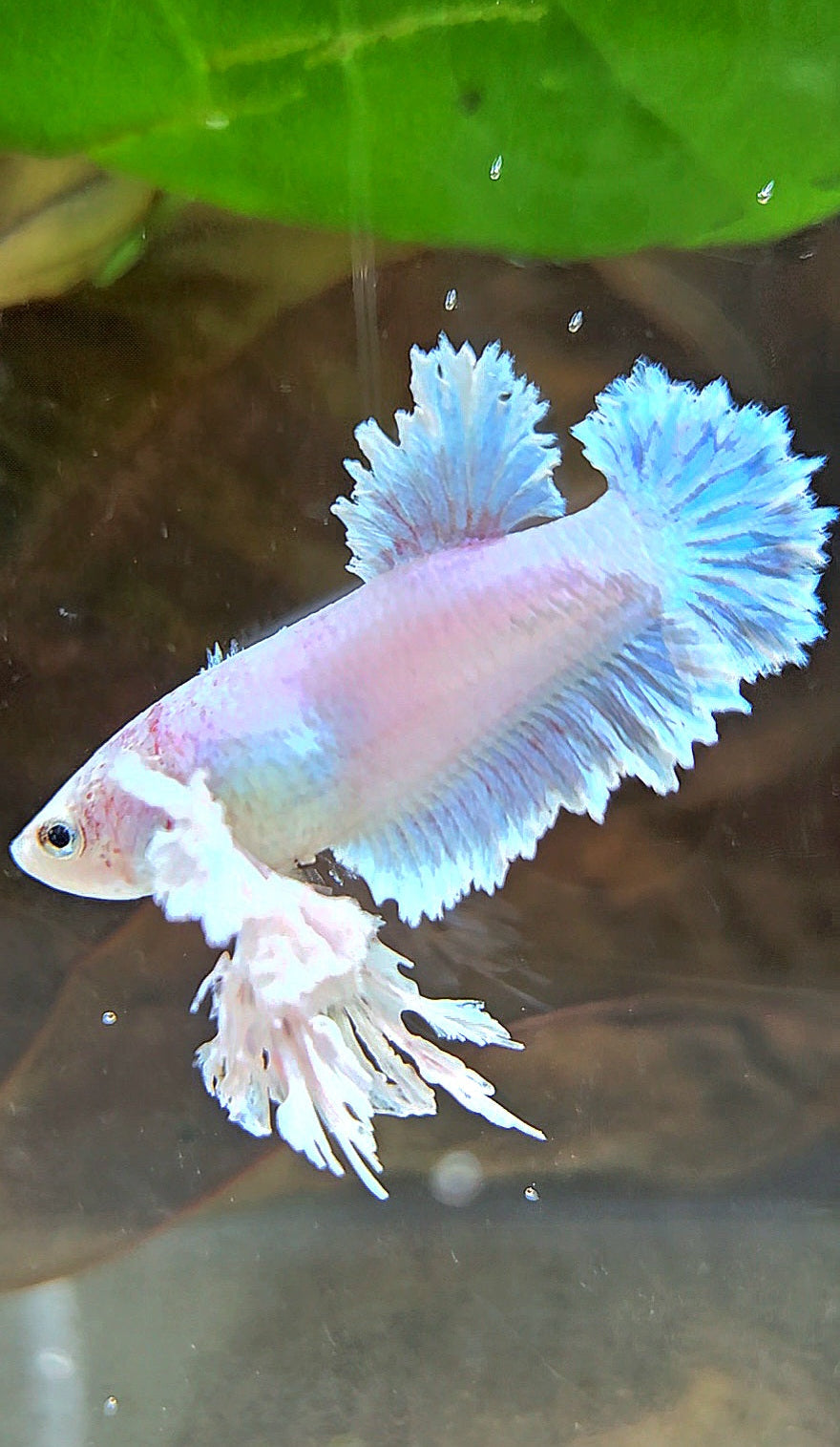 LUXURY FEMALE KING FEATHER ROSE EAR PLAKAT WHITE UNICORN BETTA FISH