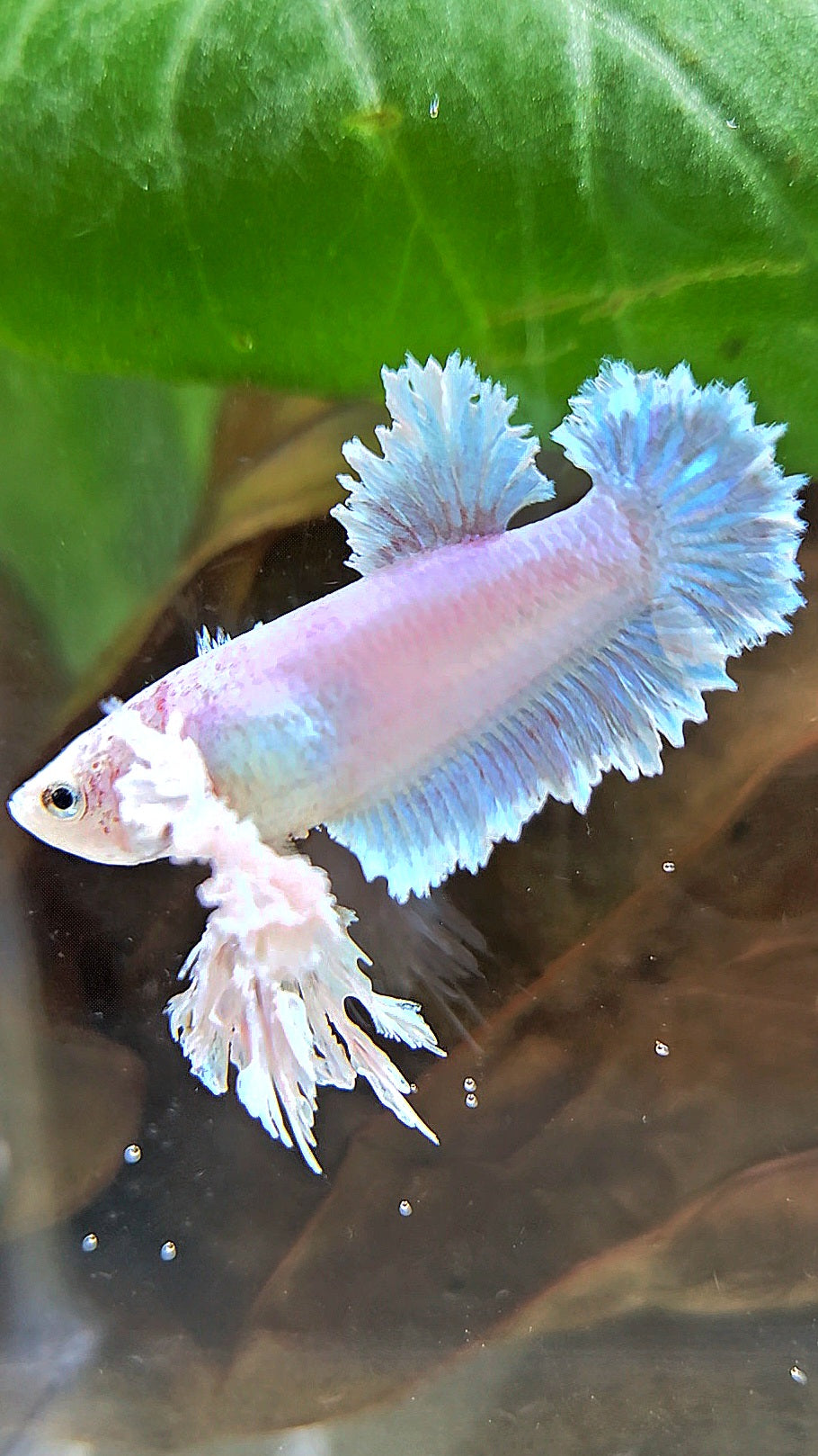 LUXURY FEMALE KING FEATHER ROSE EAR PLAKAT WHITE UNICORN BETTA FISH