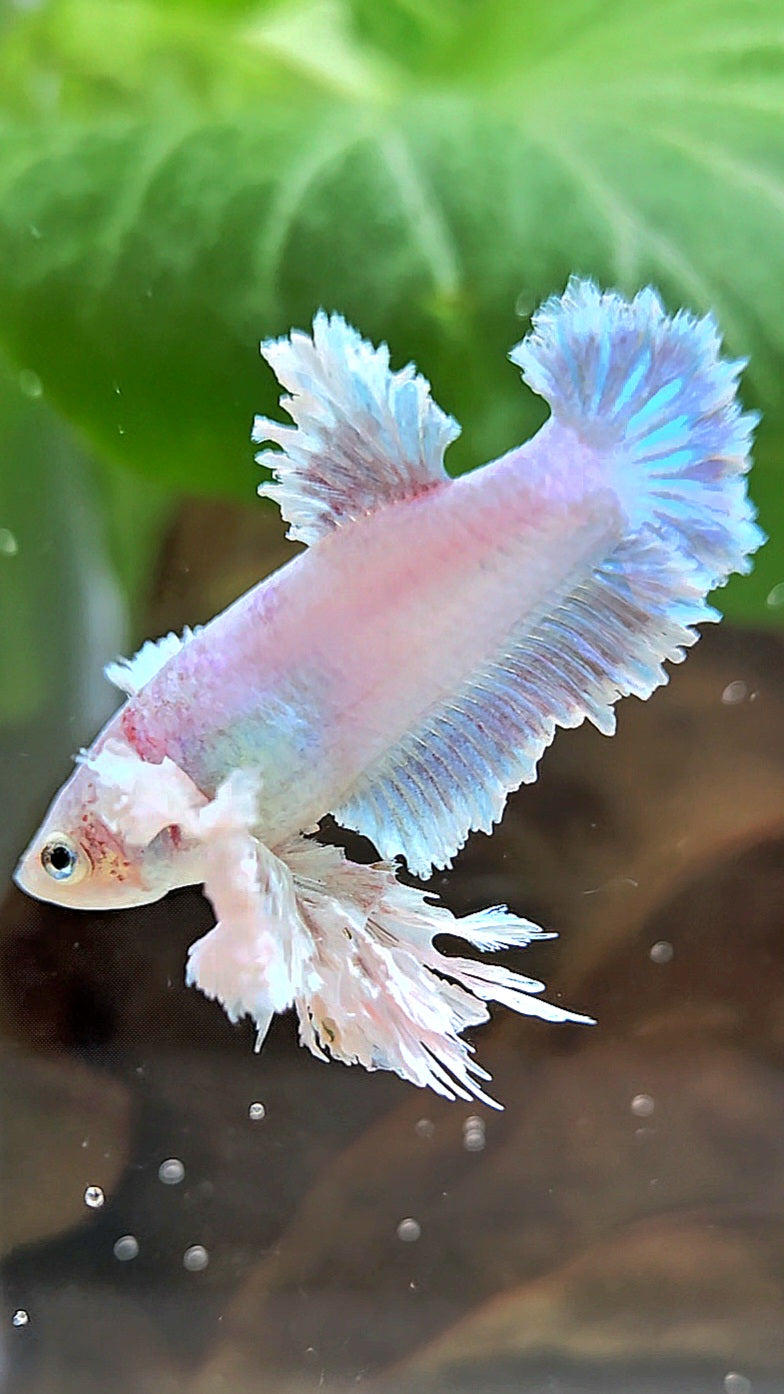 LUXURY FEMALE KING FEATHER ROSE EAR PLAKAT WHITE UNICORN BETTA FISH