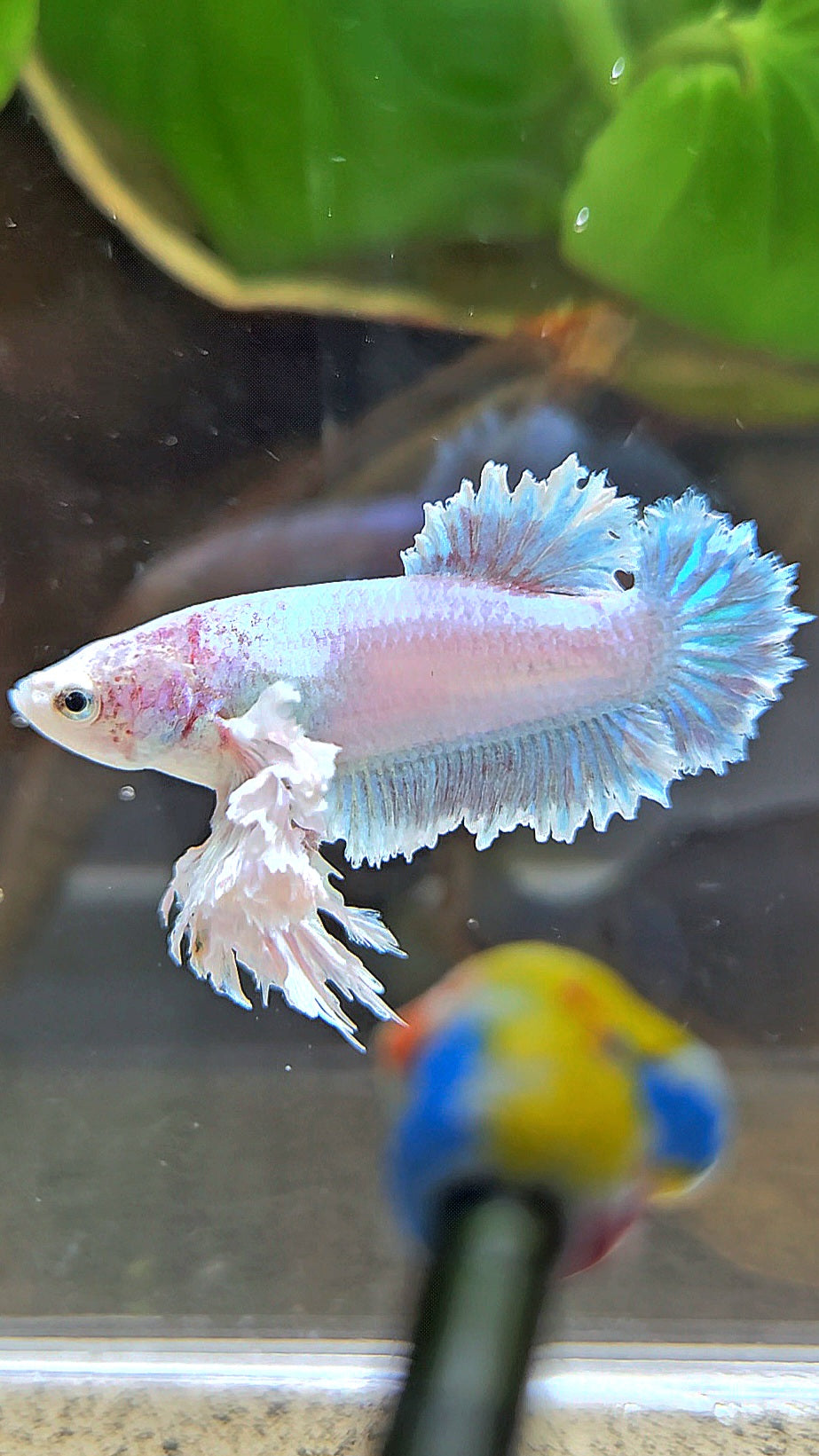 LUXURY FEMALE KING FEATHER ROSE EAR PLAKAT WHITE UNICORN BETTA FISH