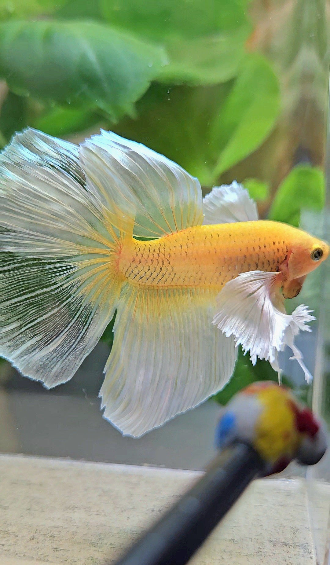 HALFMOON DUMBO EAR GOLD BUTTERFLY BETTA FISH