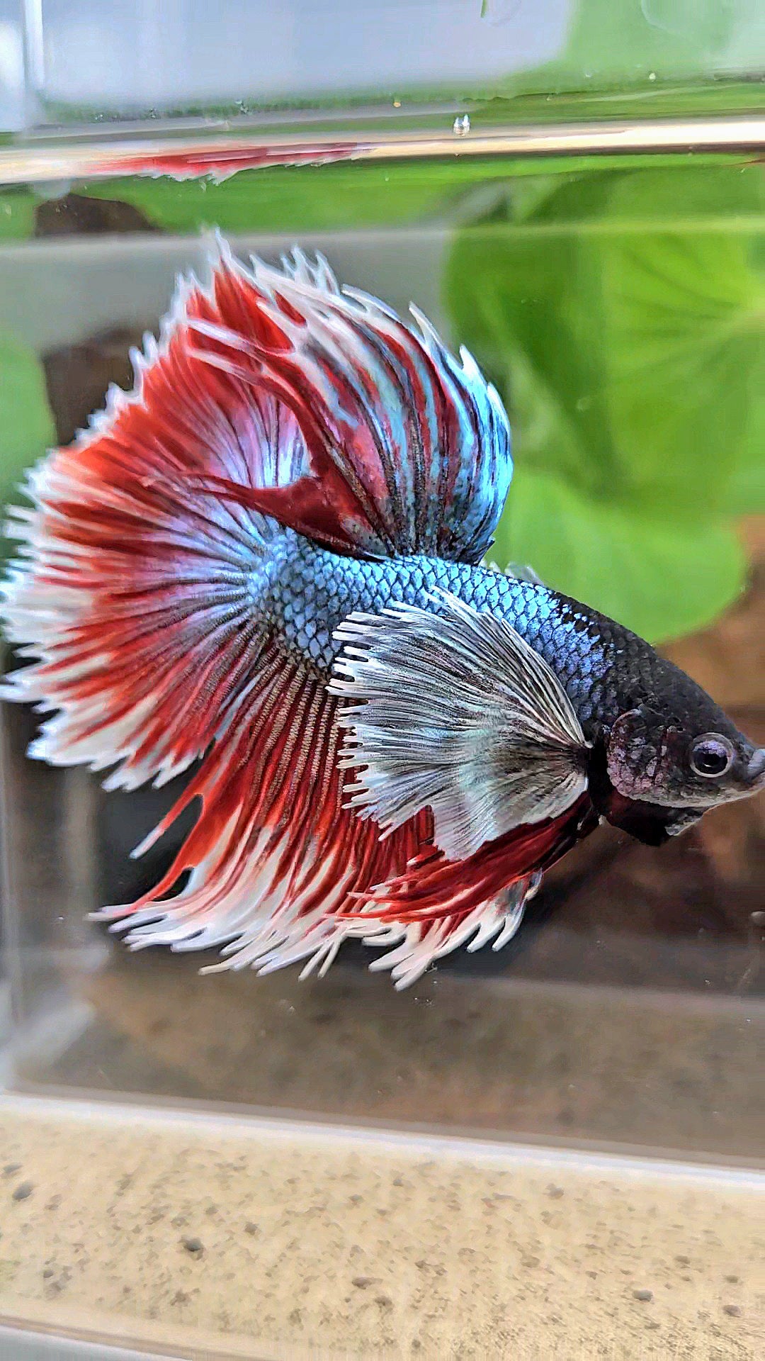 LUXURY XL HALFSUN SUPER DUMBO EAR COPPER RED BLACK HEAD BETTA FISH
