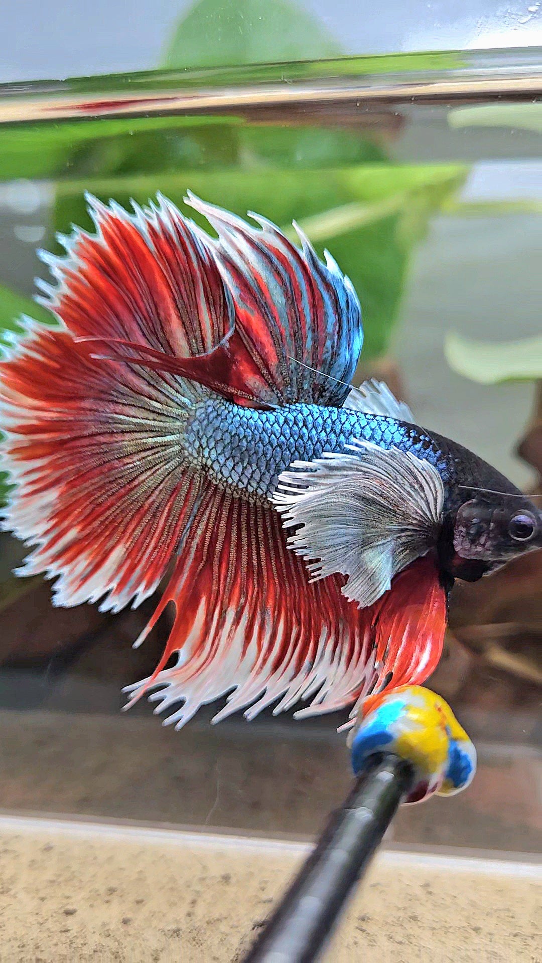LUXURY XL HALFSUN SUPER DUMBO EAR COPPER RED BLACK HEAD BETTA FISH