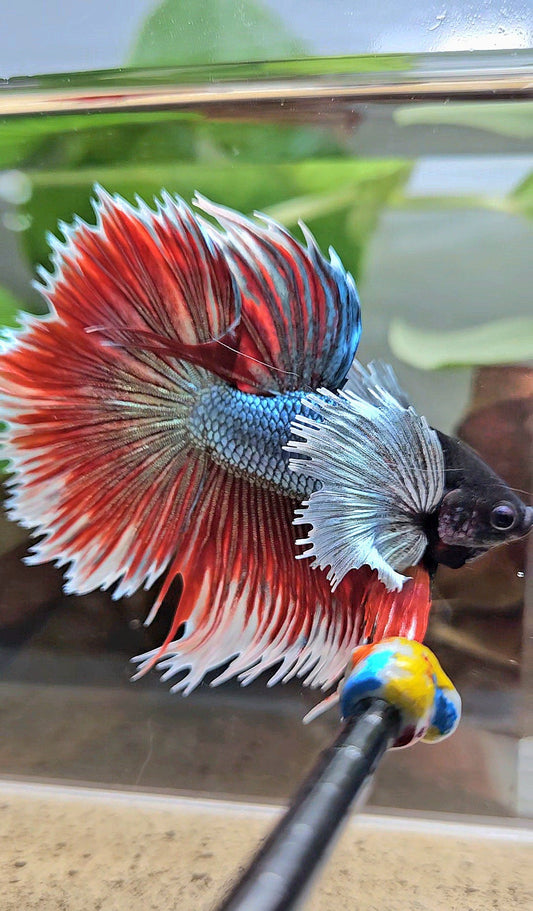 LUXURY HALFSUN SUPER DUMBO EAR COPPER RED BLACK HEAD BETTA FISH