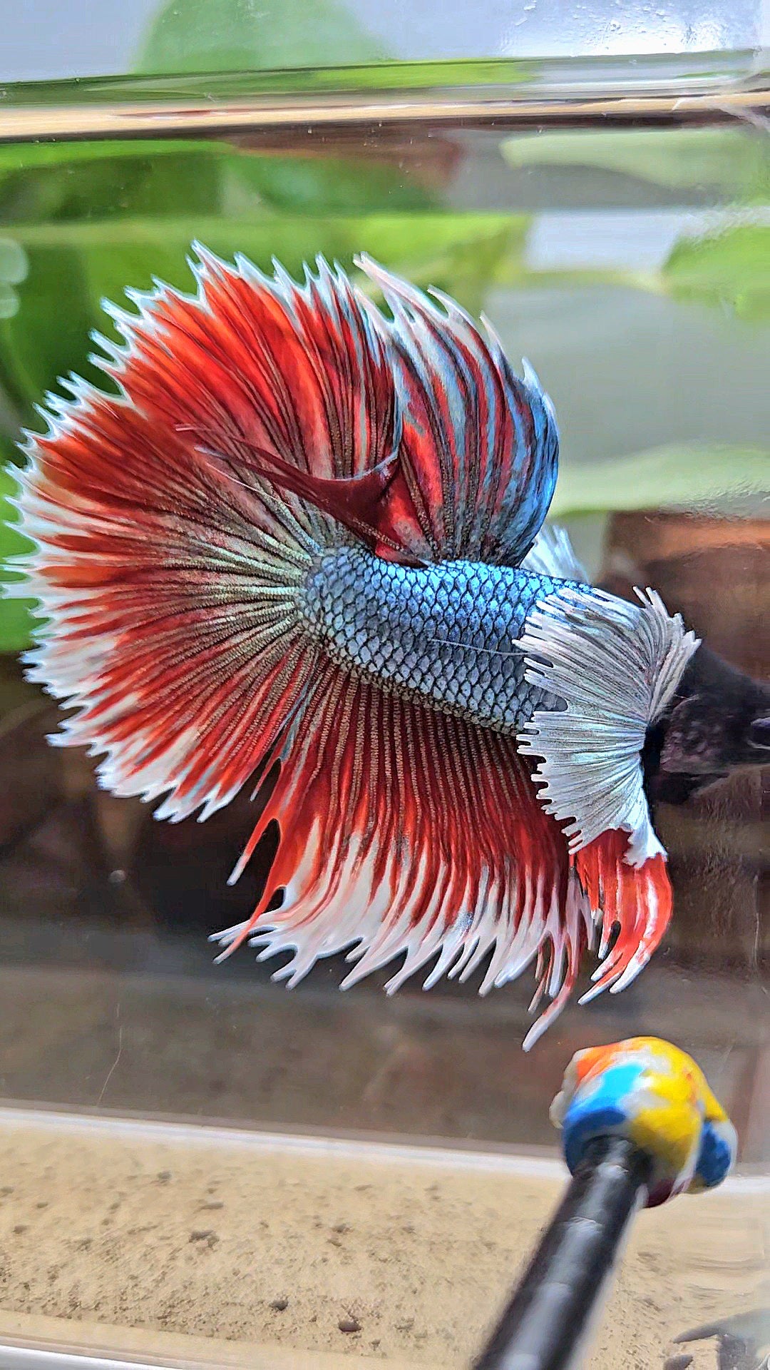LUXURY XL HALFSUN SUPER DUMBO EAR COPPER RED BLACK HEAD BETTA FISH