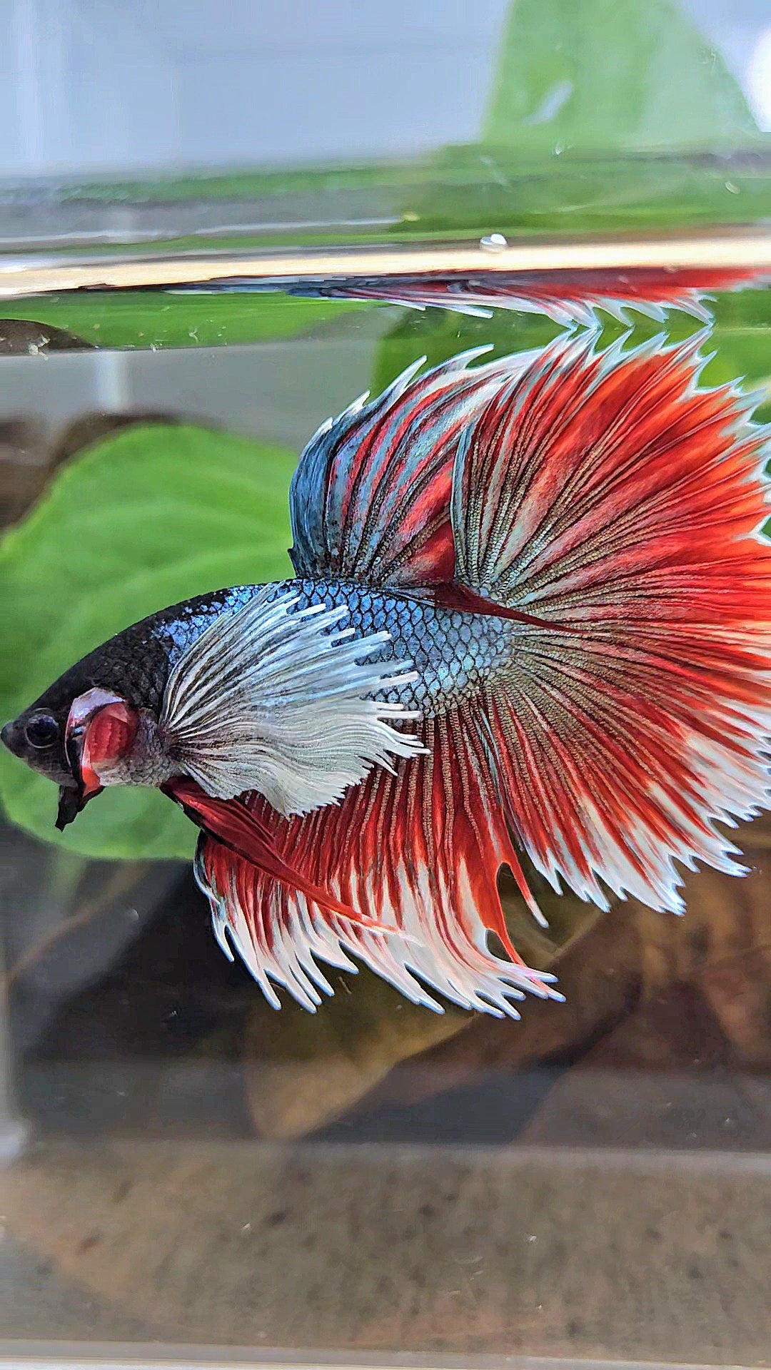 LUXURY XL HALFSUN SUPER DUMBO EAR COPPER RED BLACK HEAD BETTA FISH