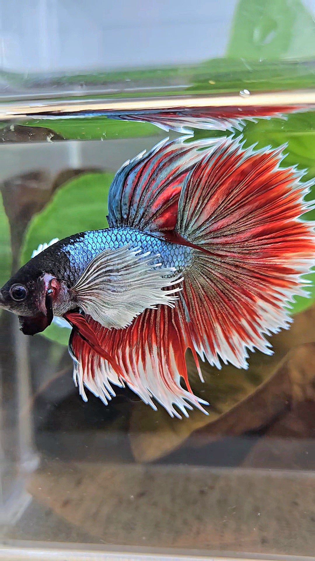 LUXURY XL HALFSUN SUPER DUMBO EAR COPPER RED BLACK HEAD BETTA FISH