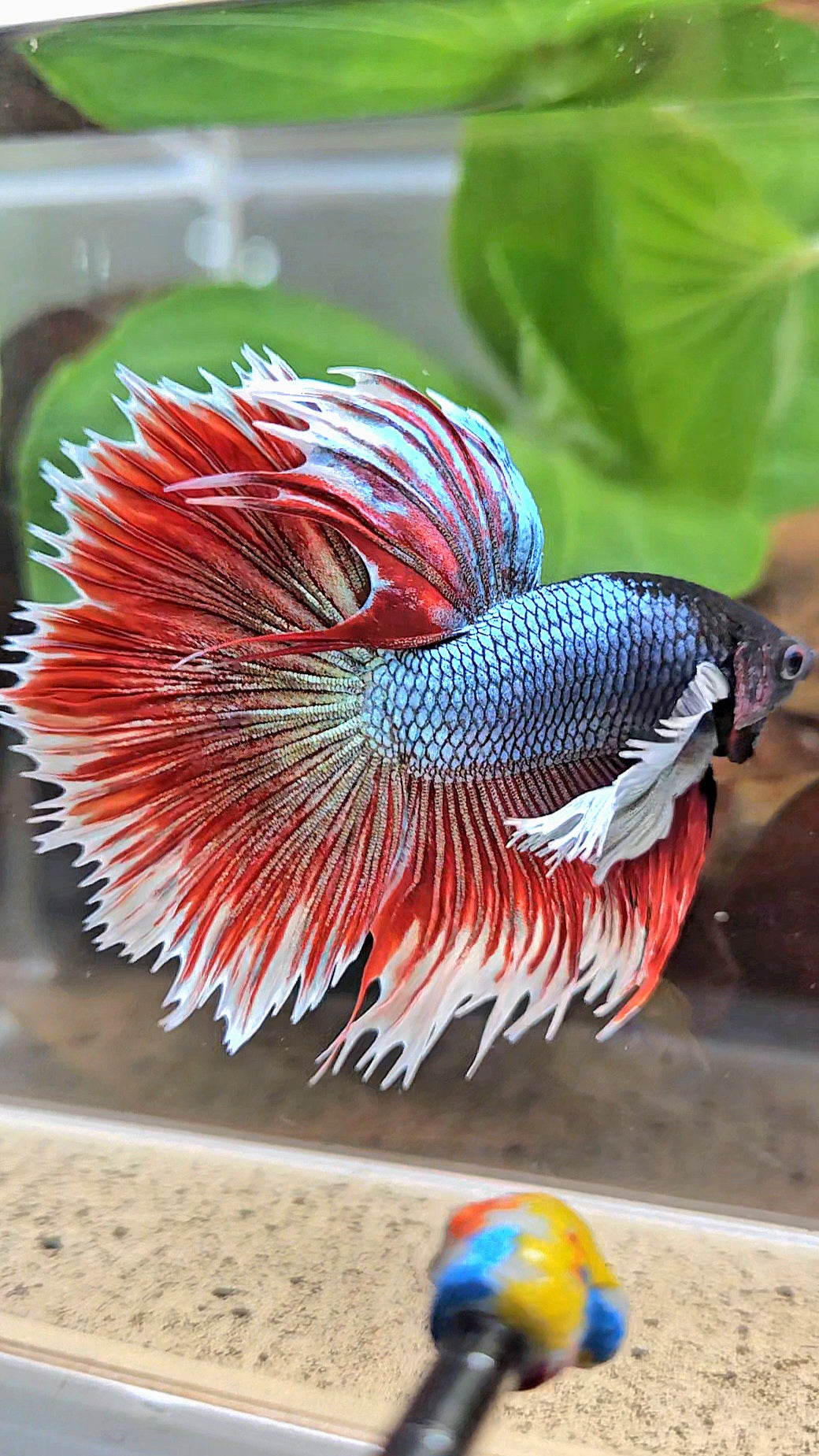 LUXURY XL HALFSUN SUPER DUMBO EAR COPPER RED BLACK HEAD BETTA FISH
