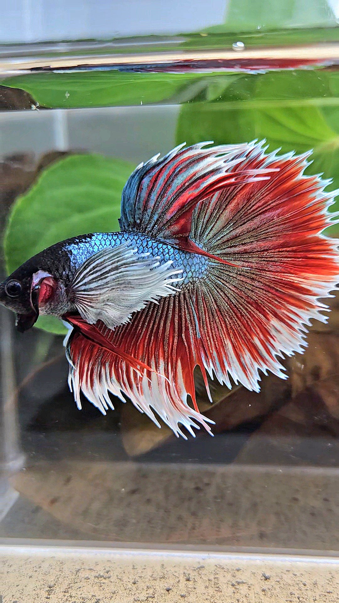 LUXURY XL HALFSUN SUPER DUMBO EAR COPPER RED BLACK HEAD BETTA FISH