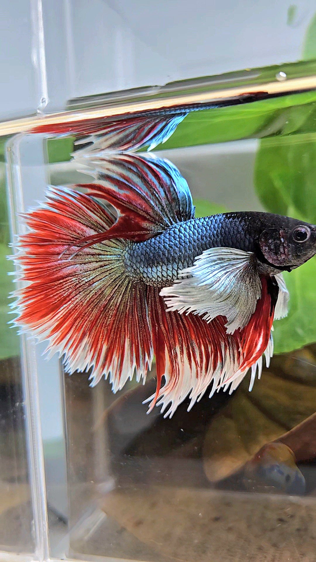 LUXURY XL HALFSUN SUPER DUMBO EAR COPPER RED BLACK HEAD BETTA FISH