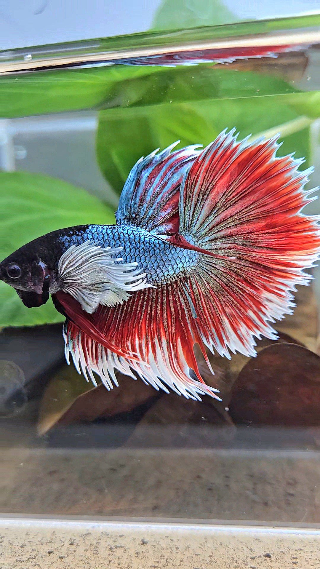 LUXURY XL HALFSUN SUPER DUMBO EAR COPPER RED BLACK HEAD BETTA FISH