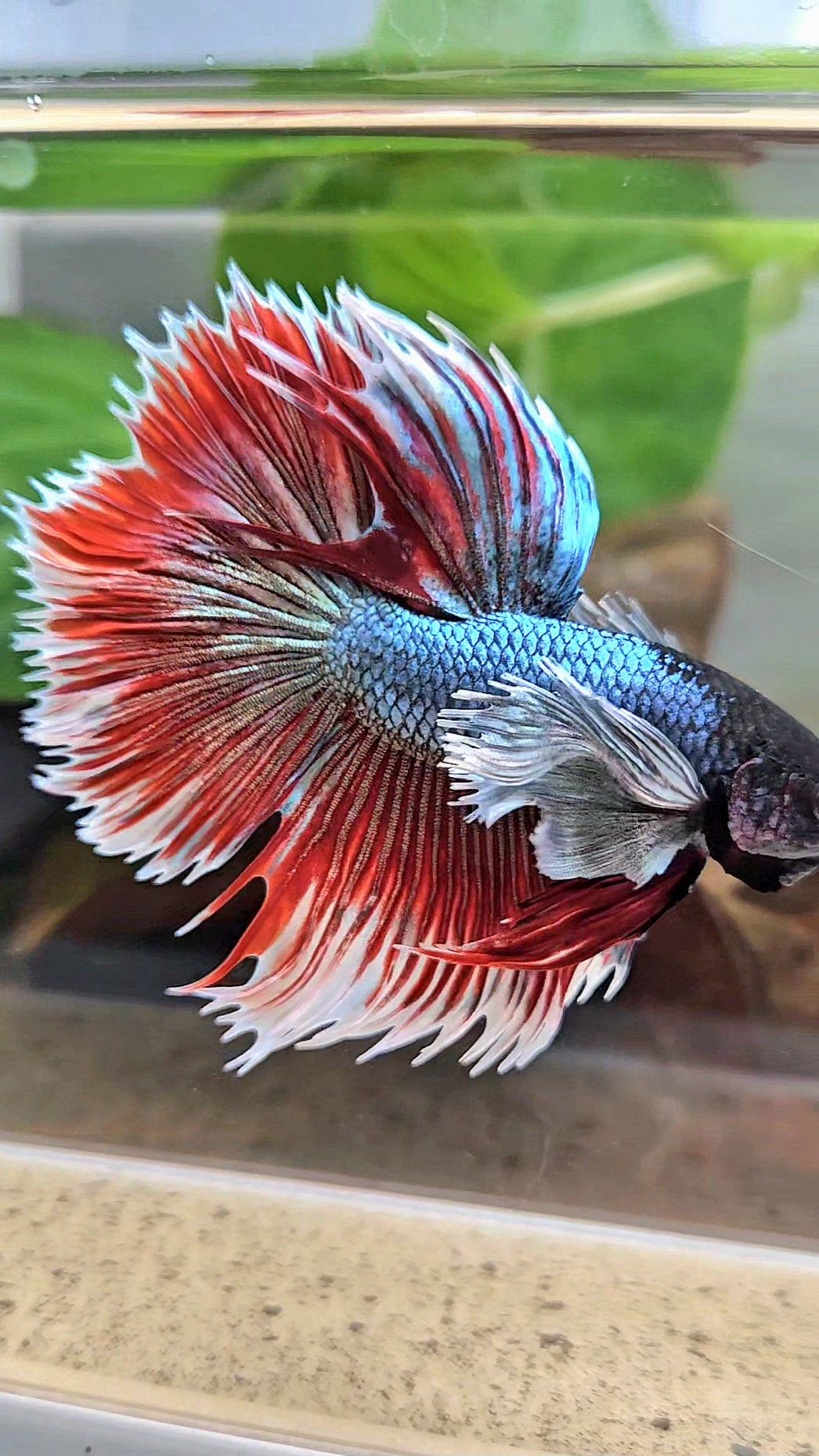 LUXURY XL HALFSUN SUPER DUMBO EAR COPPER RED BLACK HEAD BETTA FISH